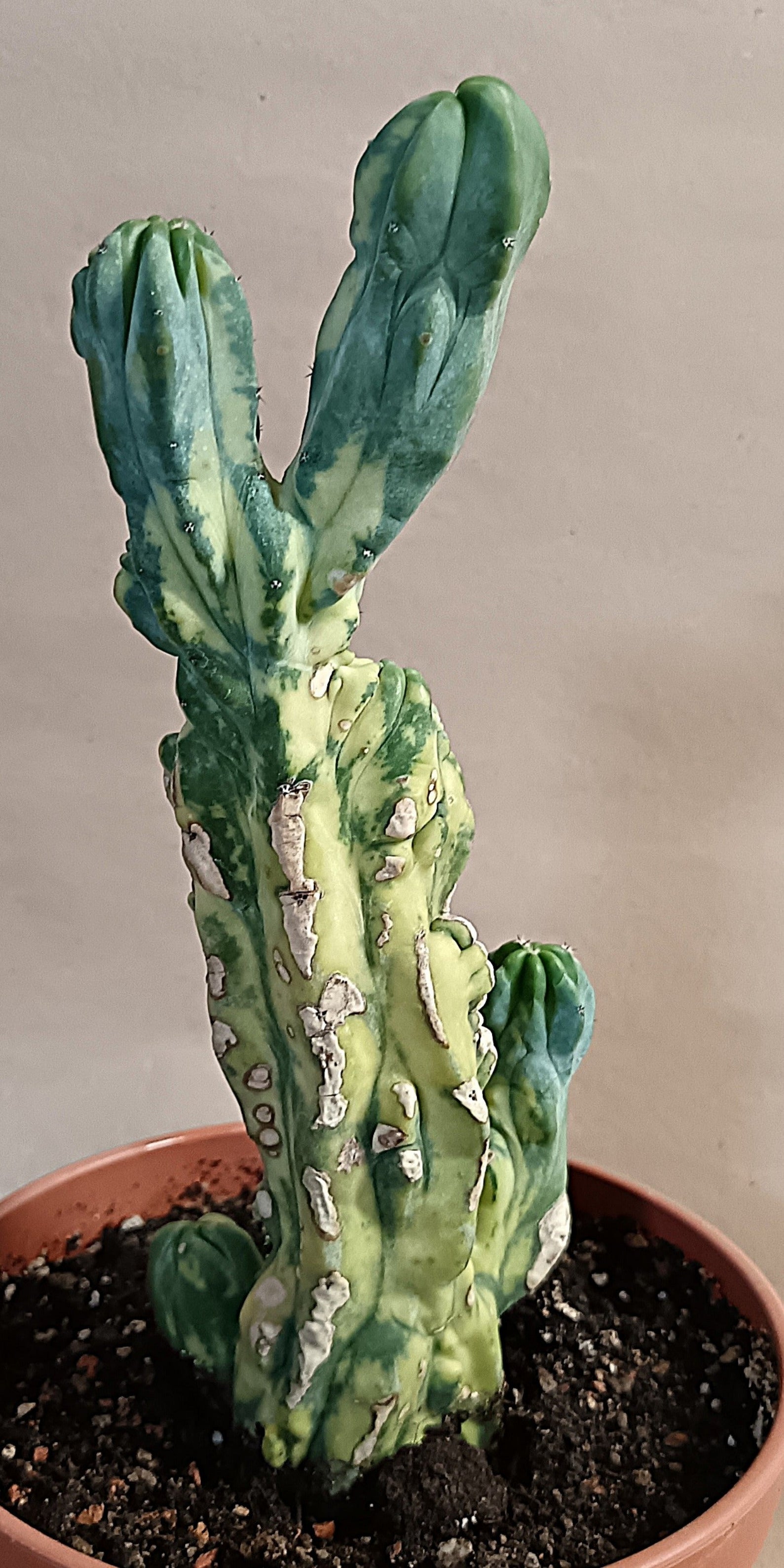 Myrtillocactus geometrizans f. variegata #1