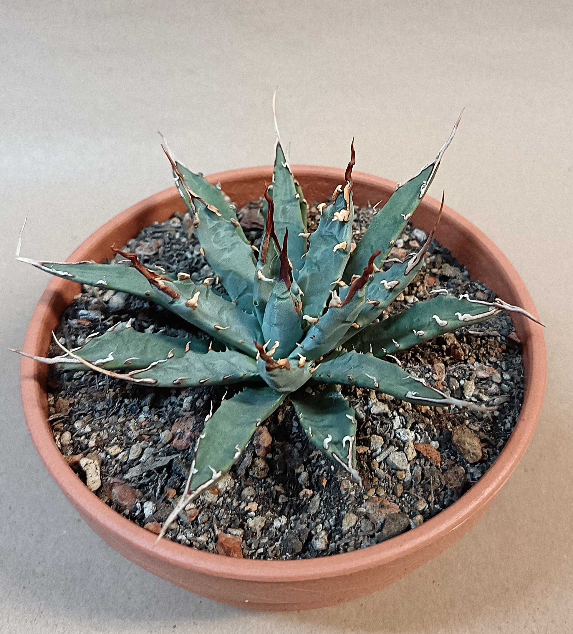 Agave utahensis var. eborispina / ca. 10 cm #1