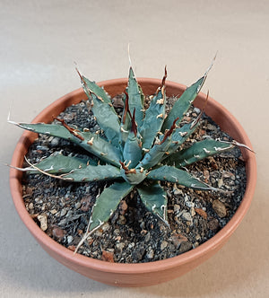 Agave utahensis var. eborispina / ca. 10 cm #1