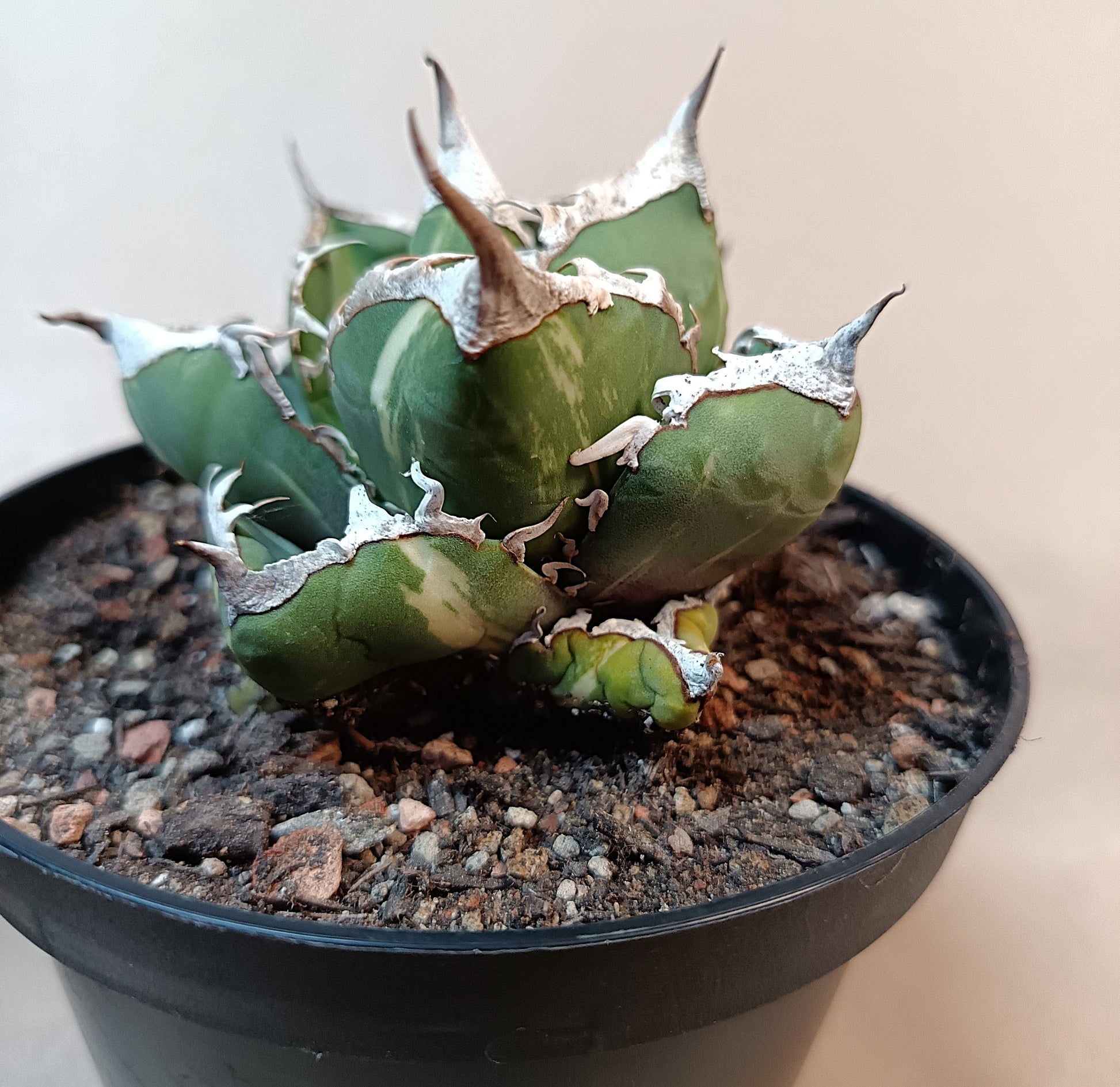 Agave titanota 'sad' f. variegata #1