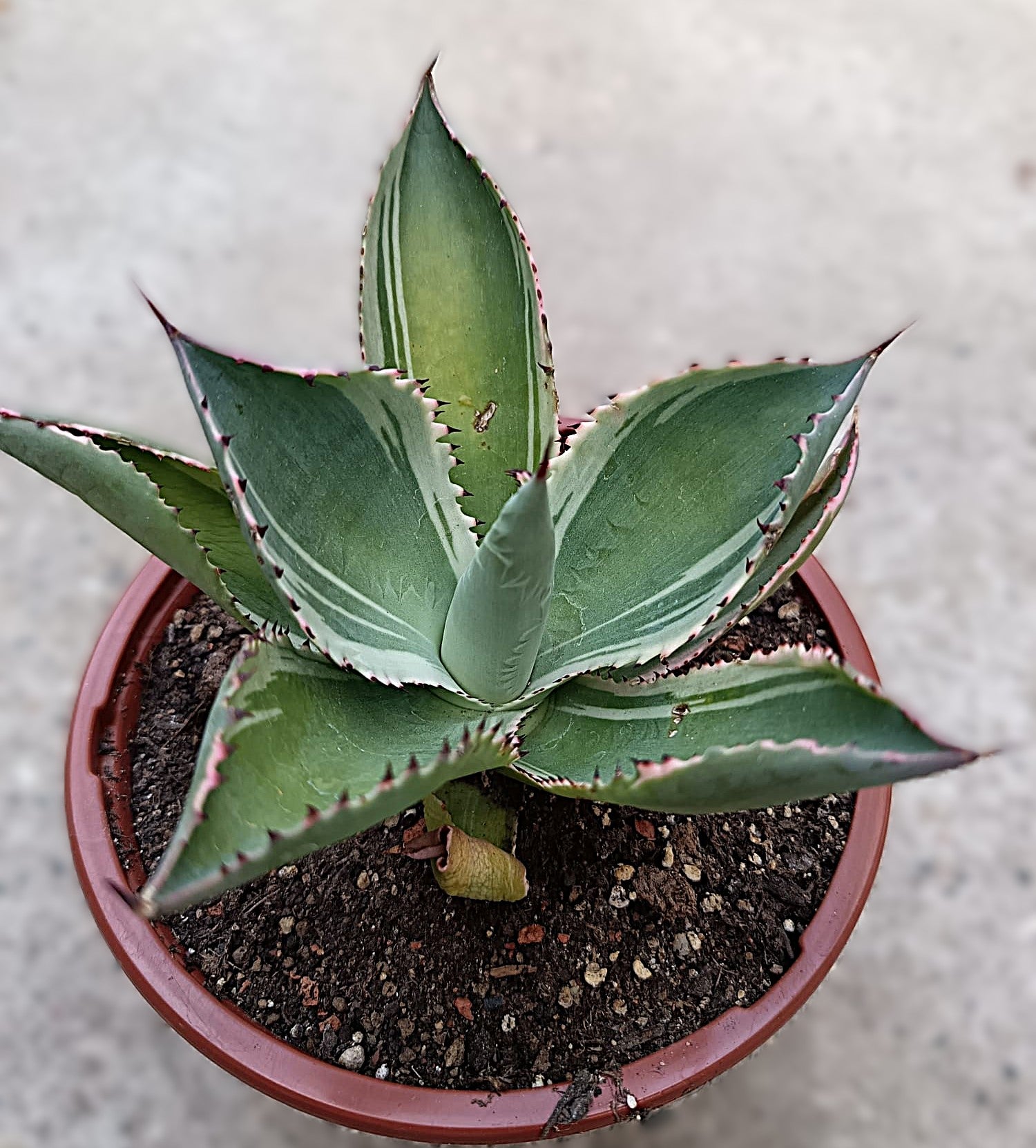 Agave celsii 'Multicolor' #1
