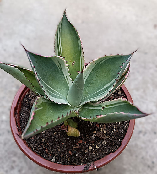 Agave celsii 'Multicolor' #1