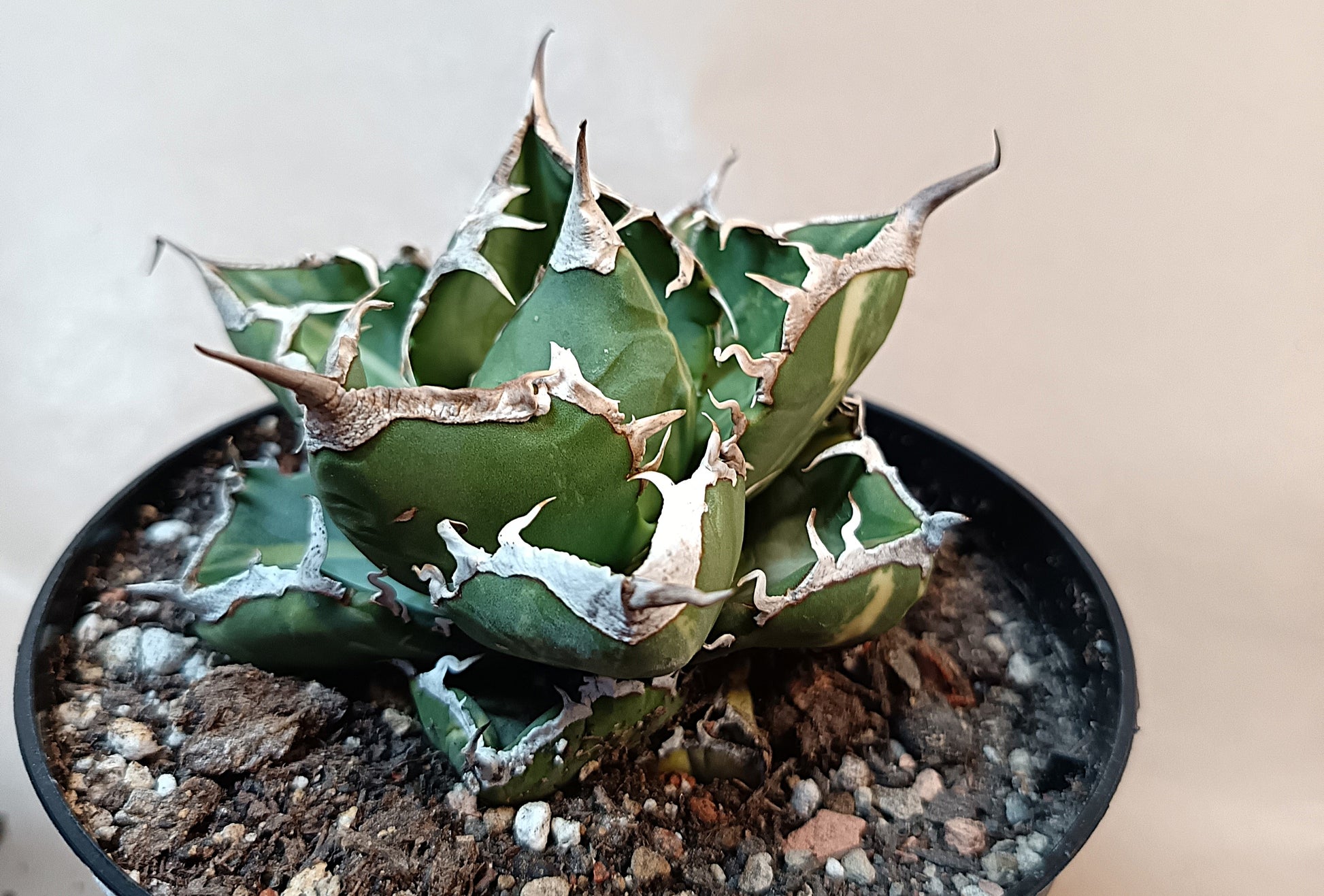 Agave titanota 'sad' f. variegata #1