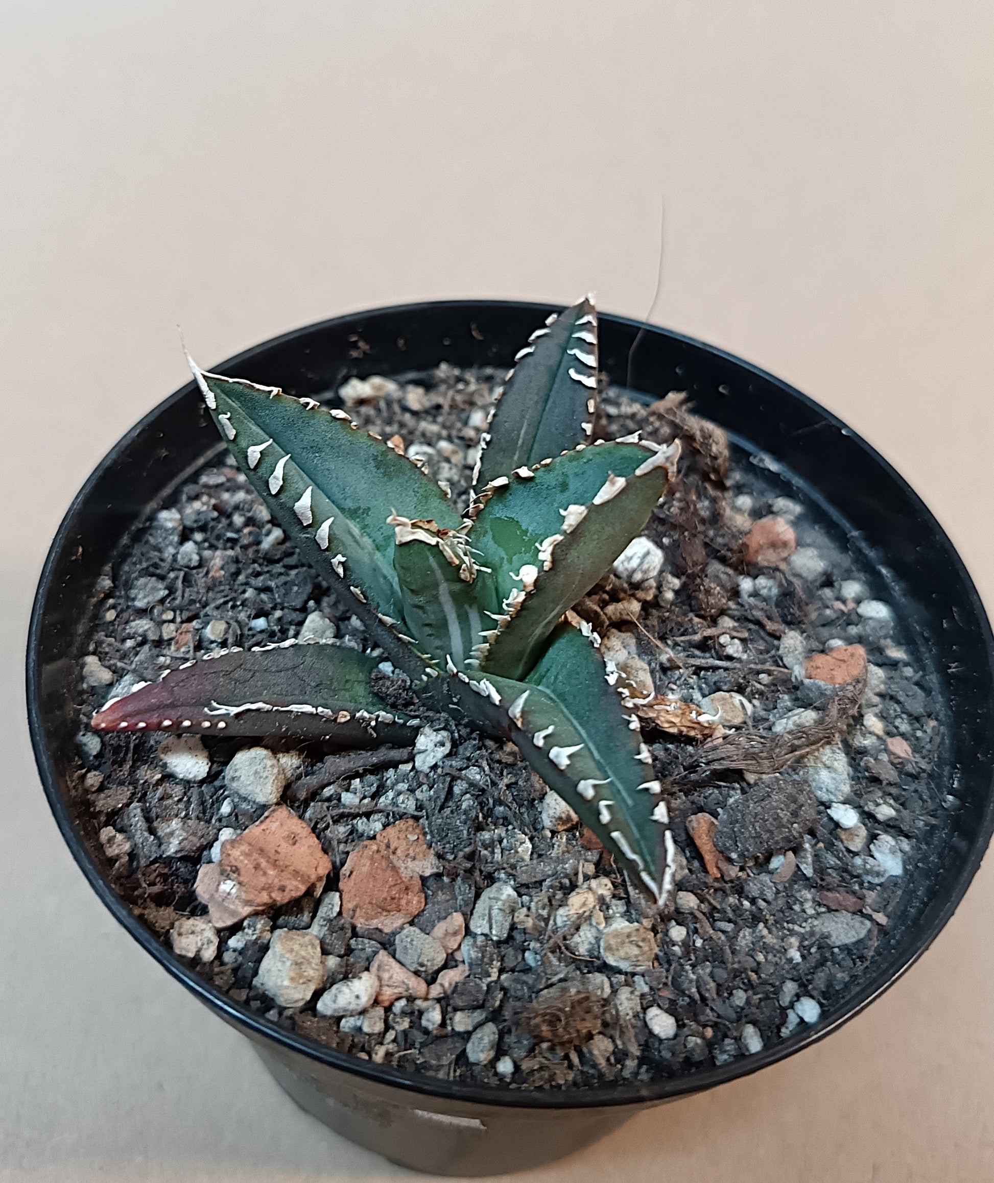 Agave titanota ‘Werewolf’  purple-striped clone #1