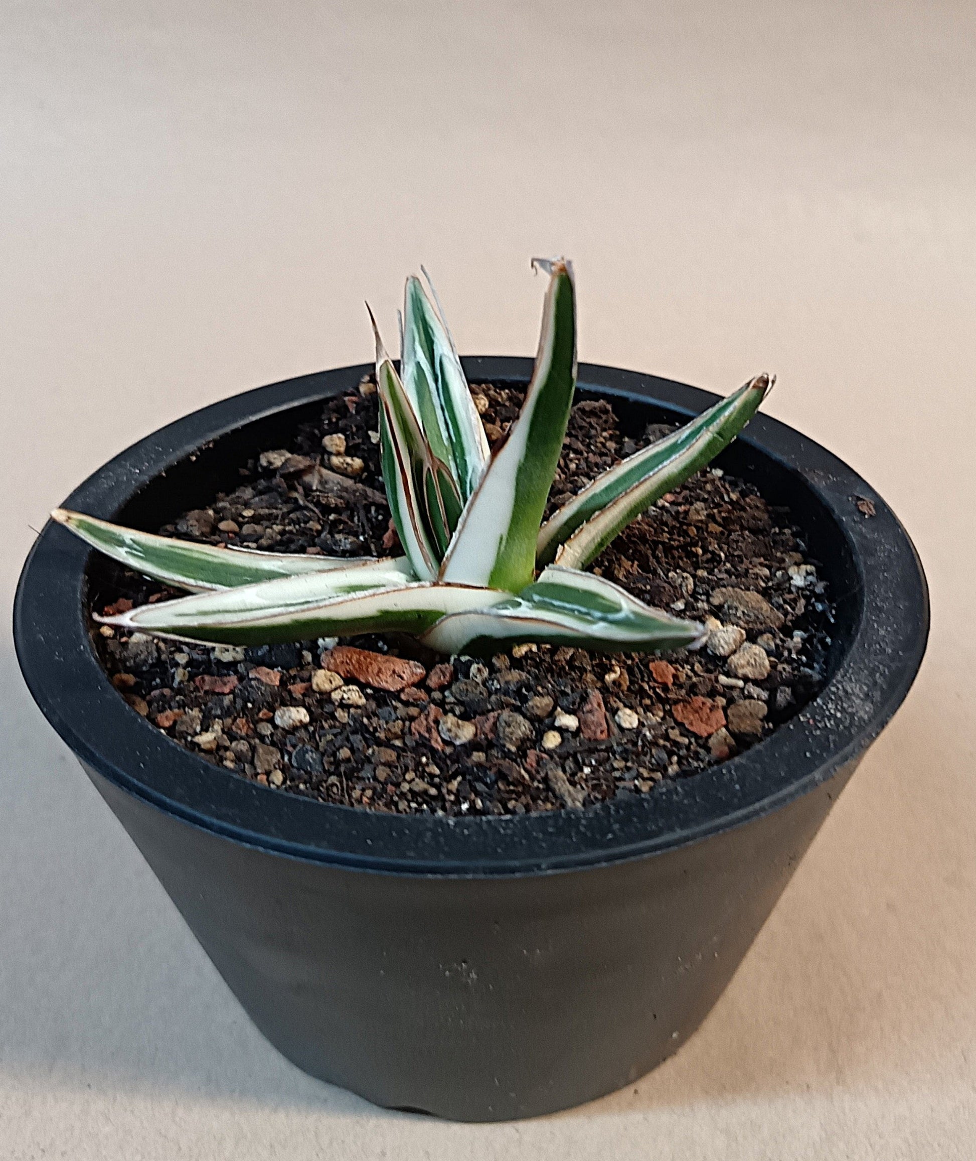 Agave victoriae-reginae 'White Rhino' – 6–7 cm #1