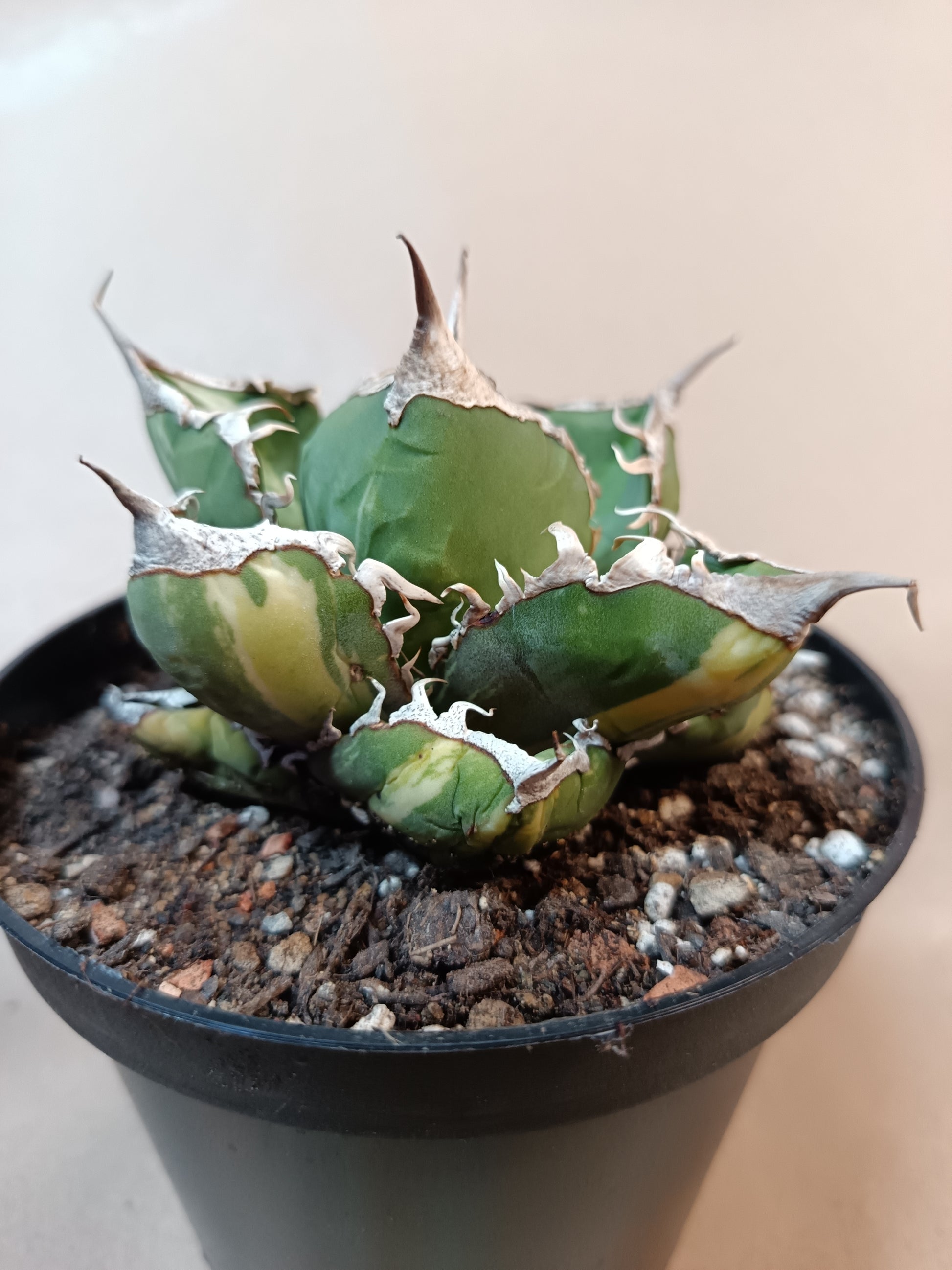 Agave titanota 'sad' f. variegata #1