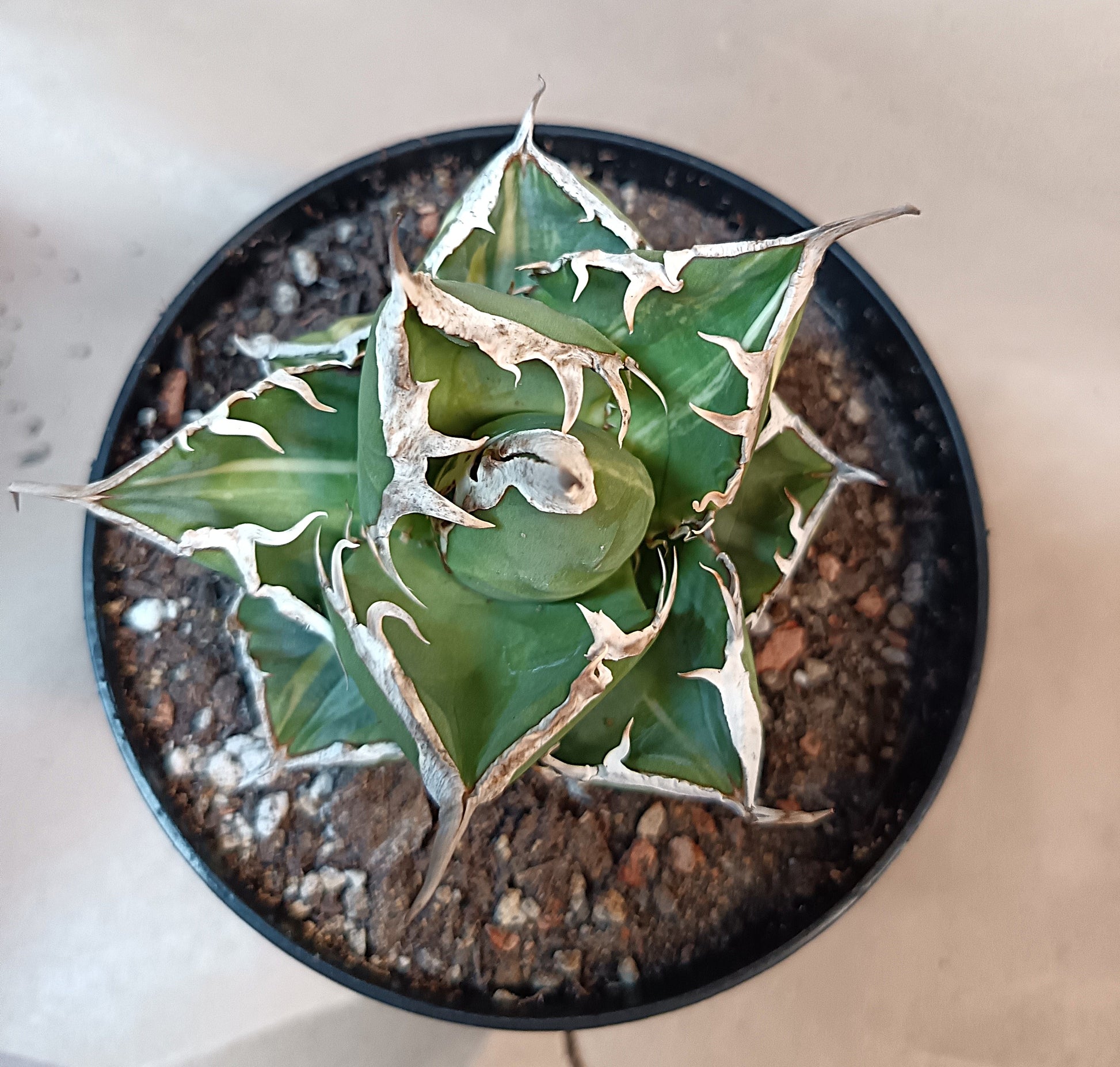 Agave titanota 'sad' f. variegata #1