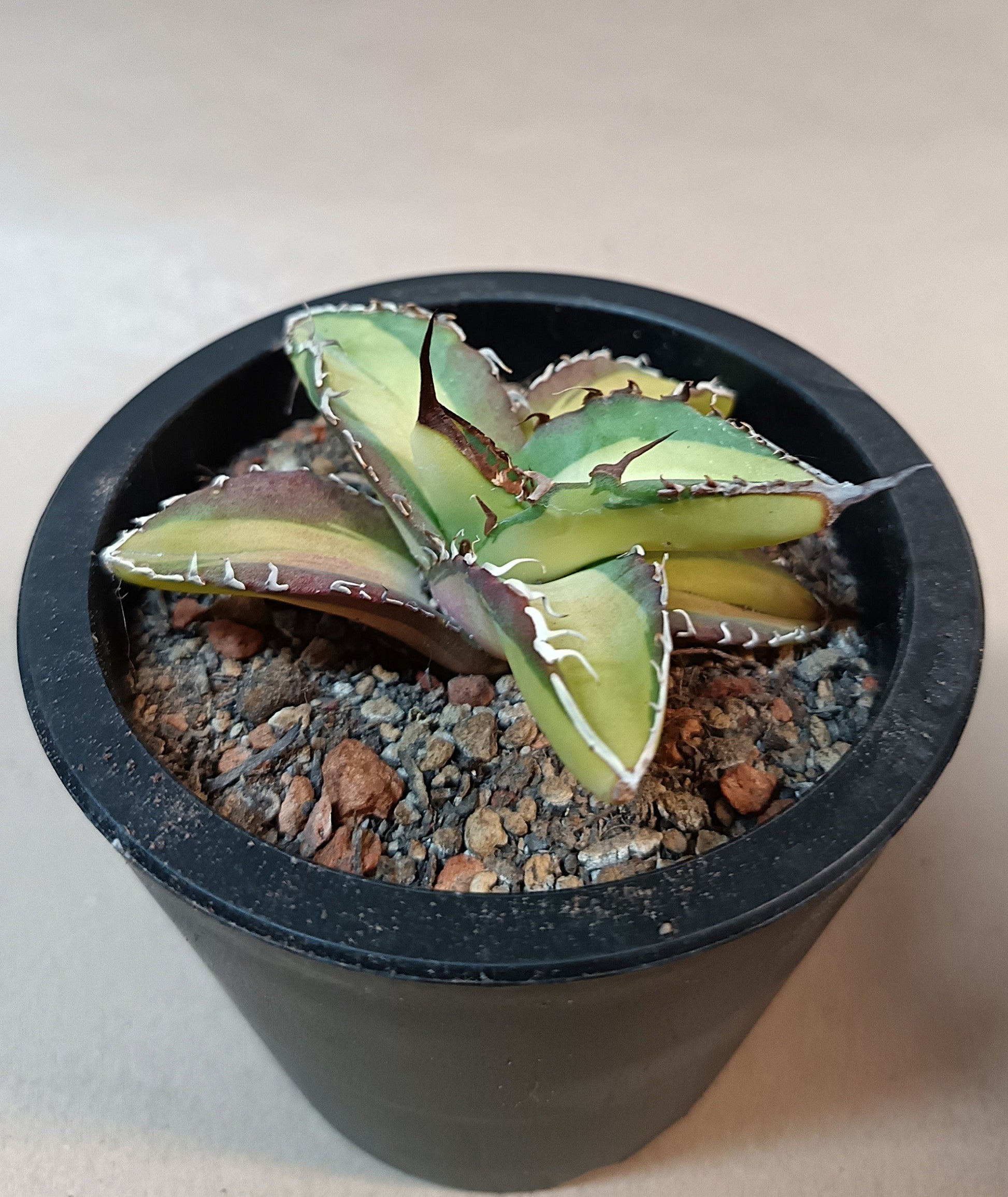 Agave titanota 'Yama Kame' variegata – Ø ca. 7 cm #1