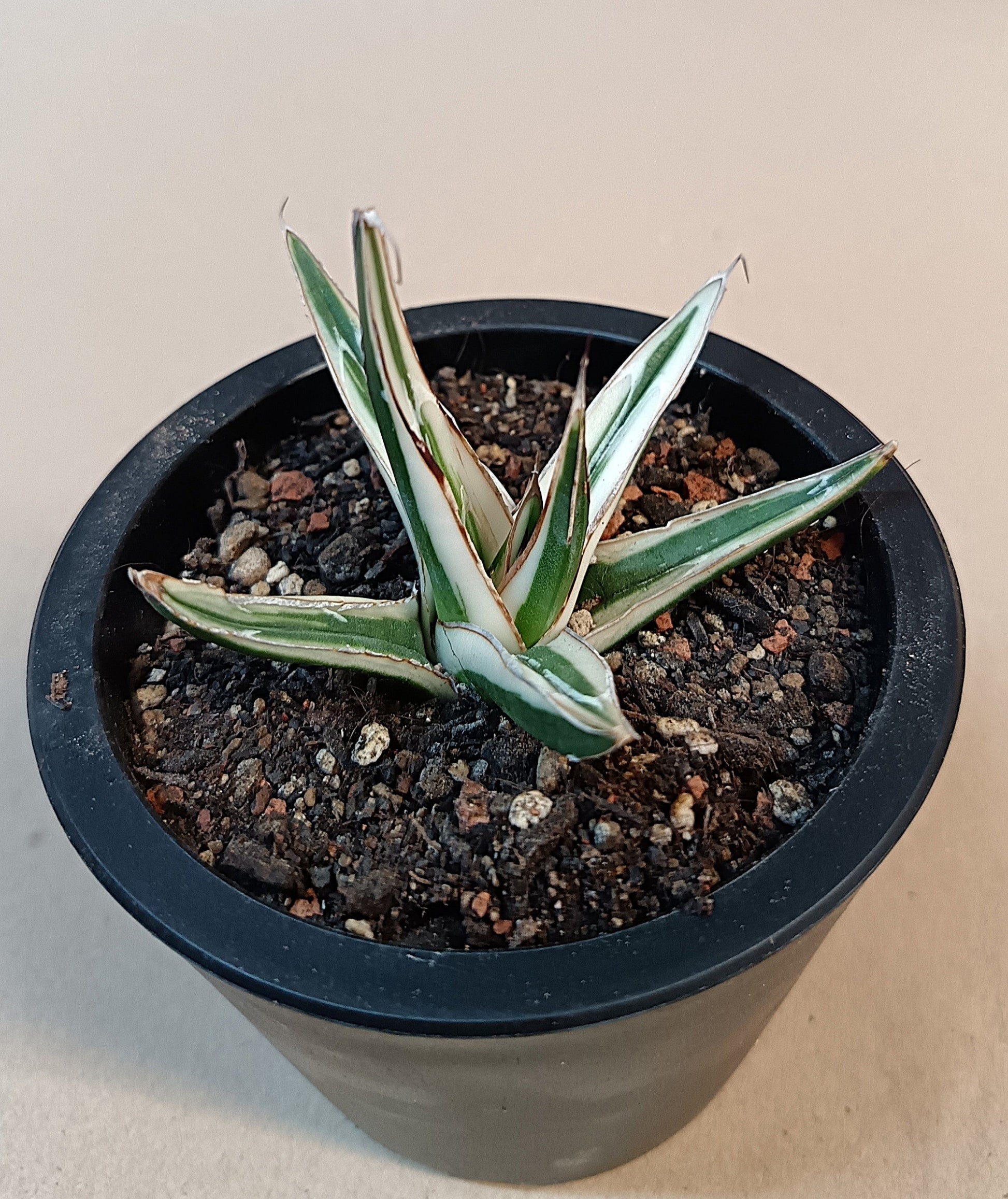 Agave victoriae-reginae 'White Rhino' – 6–7 cm #1