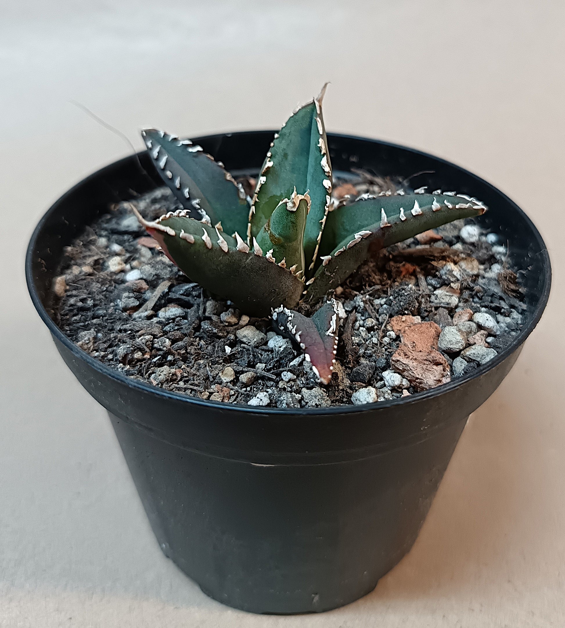 Agave titanota ‘Werewolf’  purple-striped clone #1