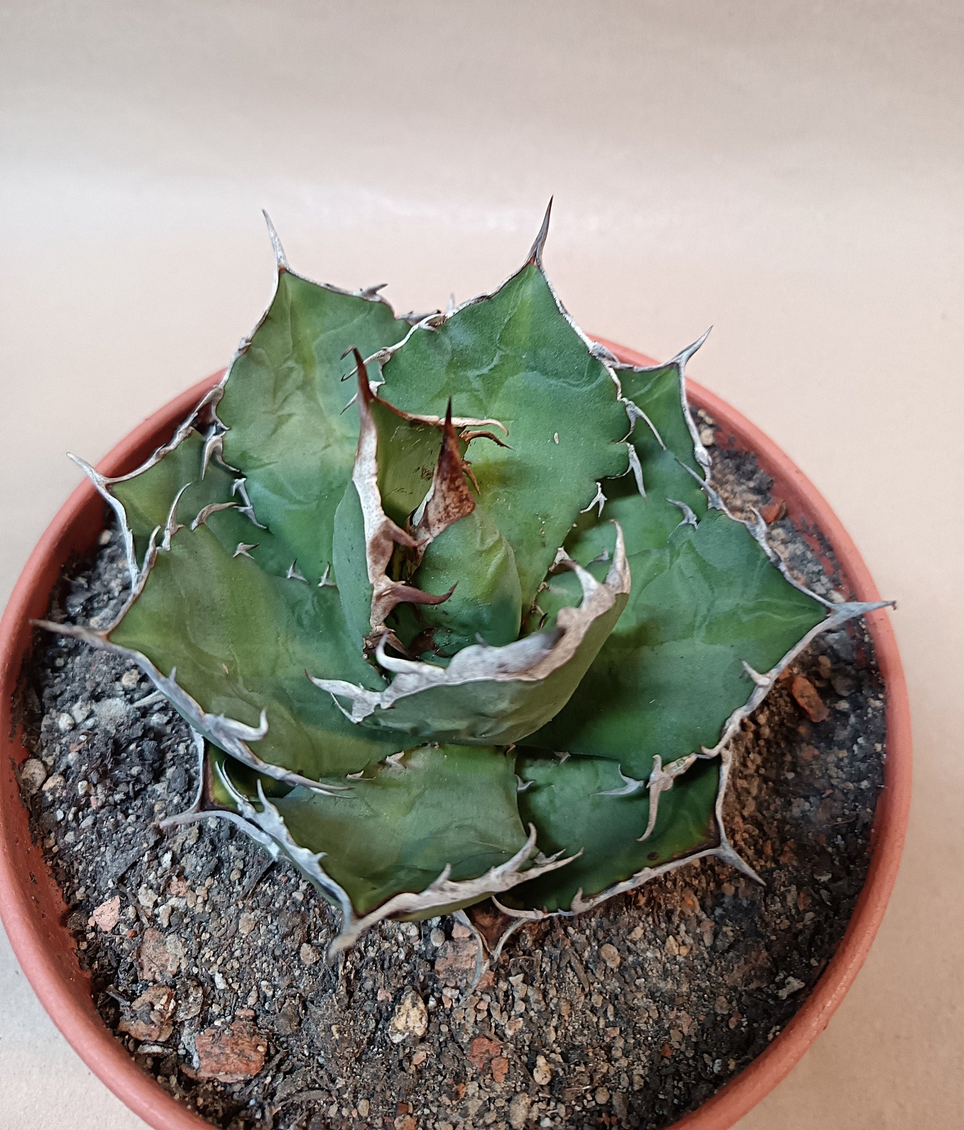 Agave titanota FO-076 – 10cm