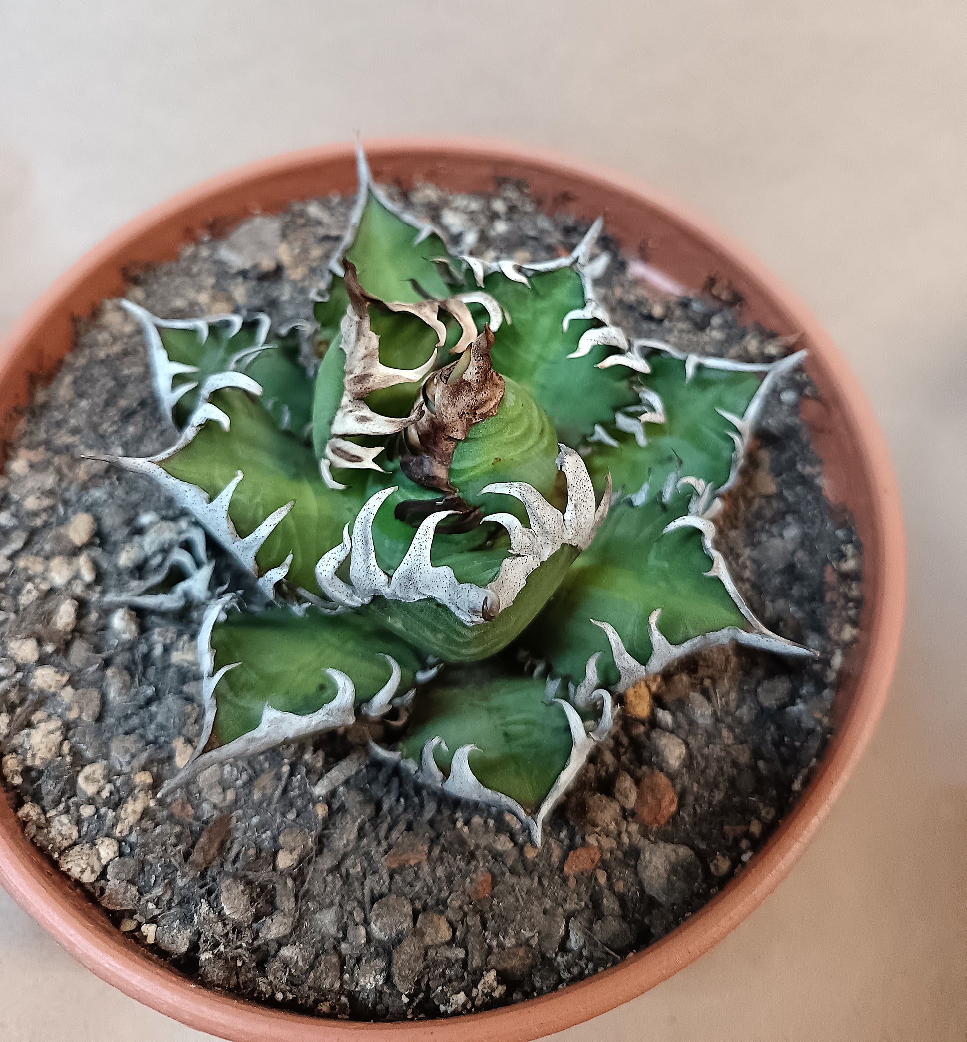 Agave titanota 'Red Catweezle' – 8–9 cm #1