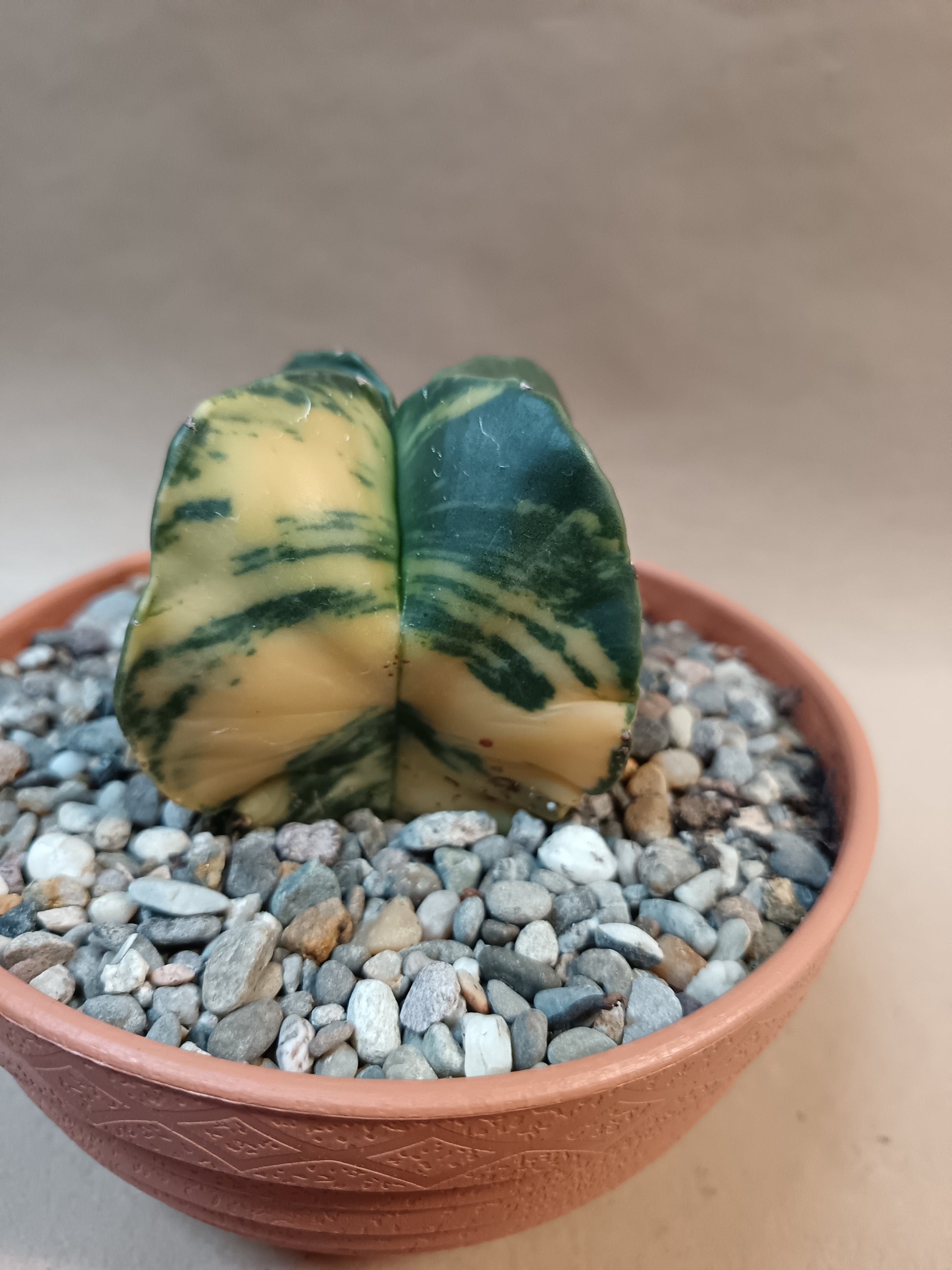 Astrophytum myriostigma f. variegata / Einzelexemplar