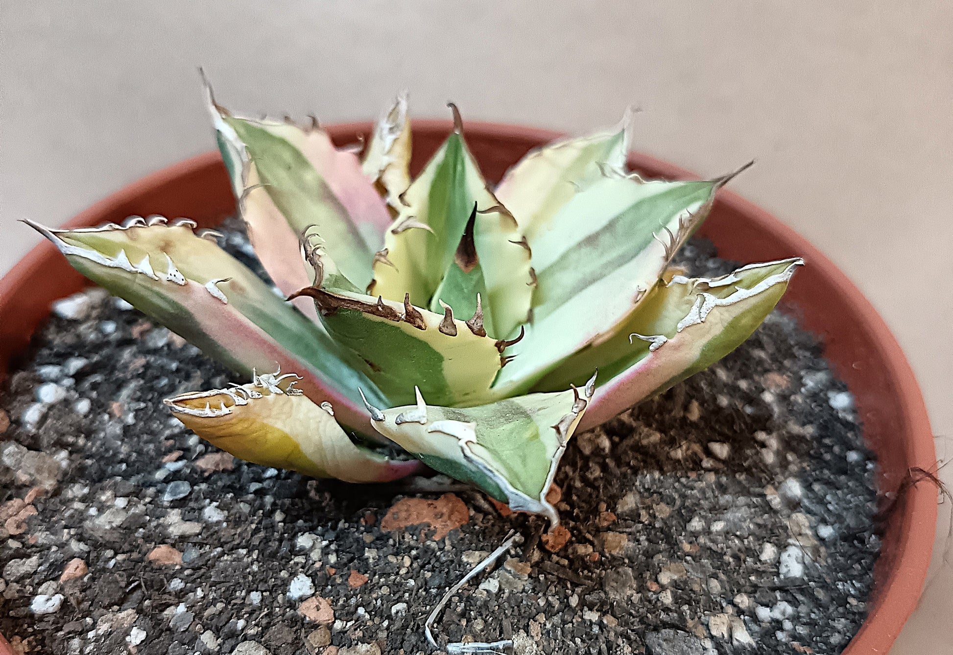 Agave titanota 'Snaggle Tooth' f. variegata  #4