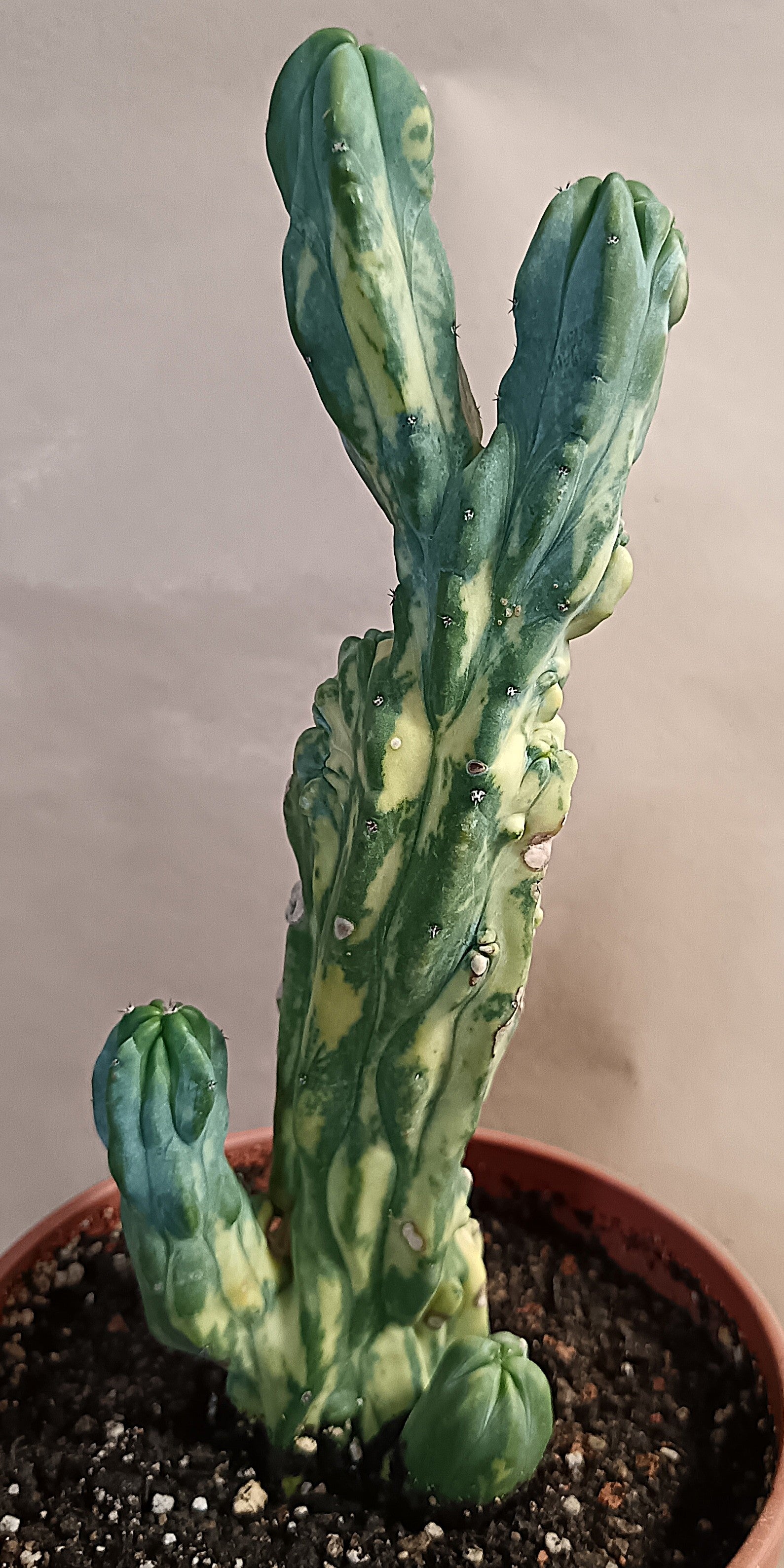 Myrtillocactus geometrizans f. variegata #1