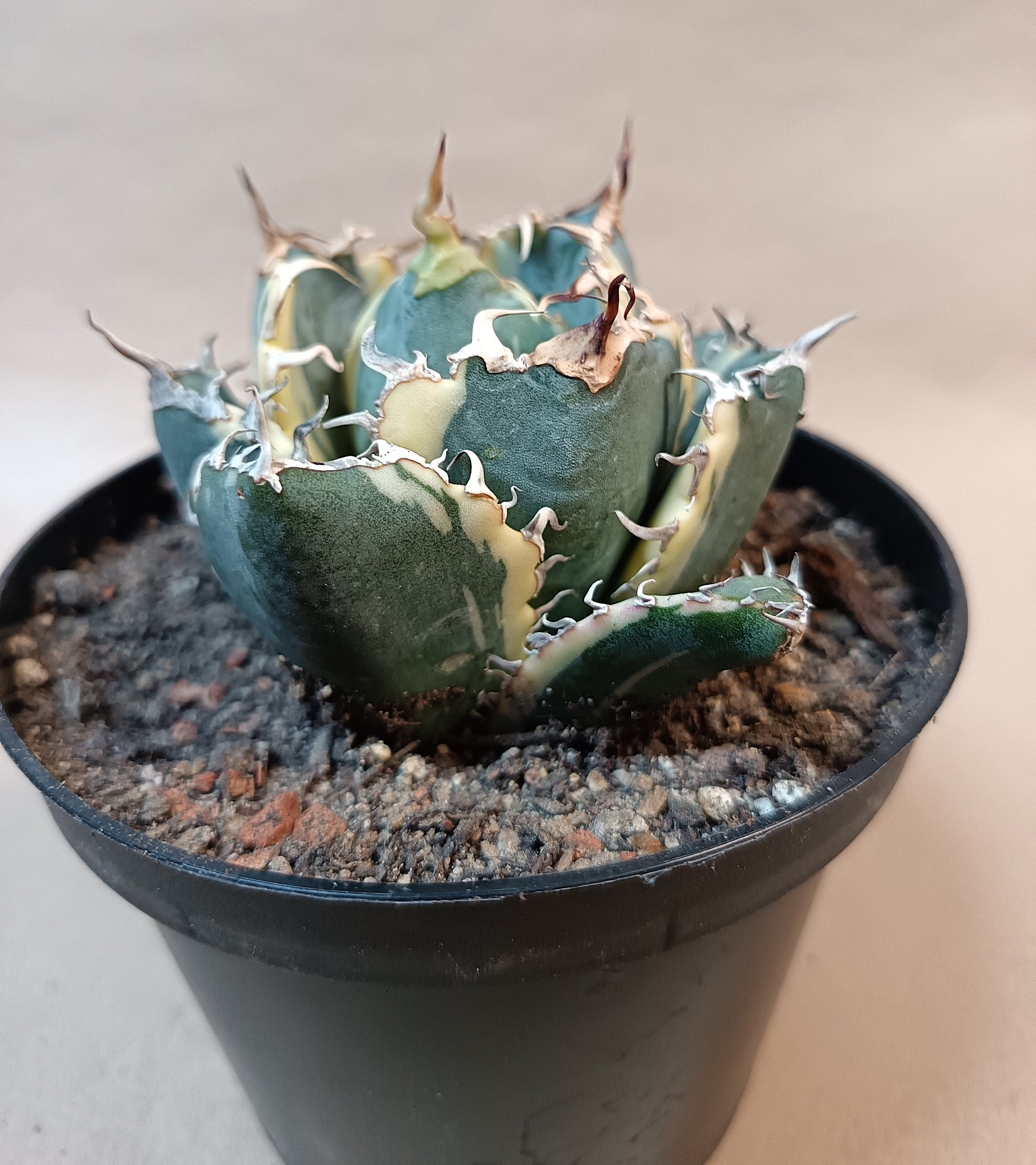 Agave titanota 'White Whale' Variegata – Ø ca. 7 cm #1