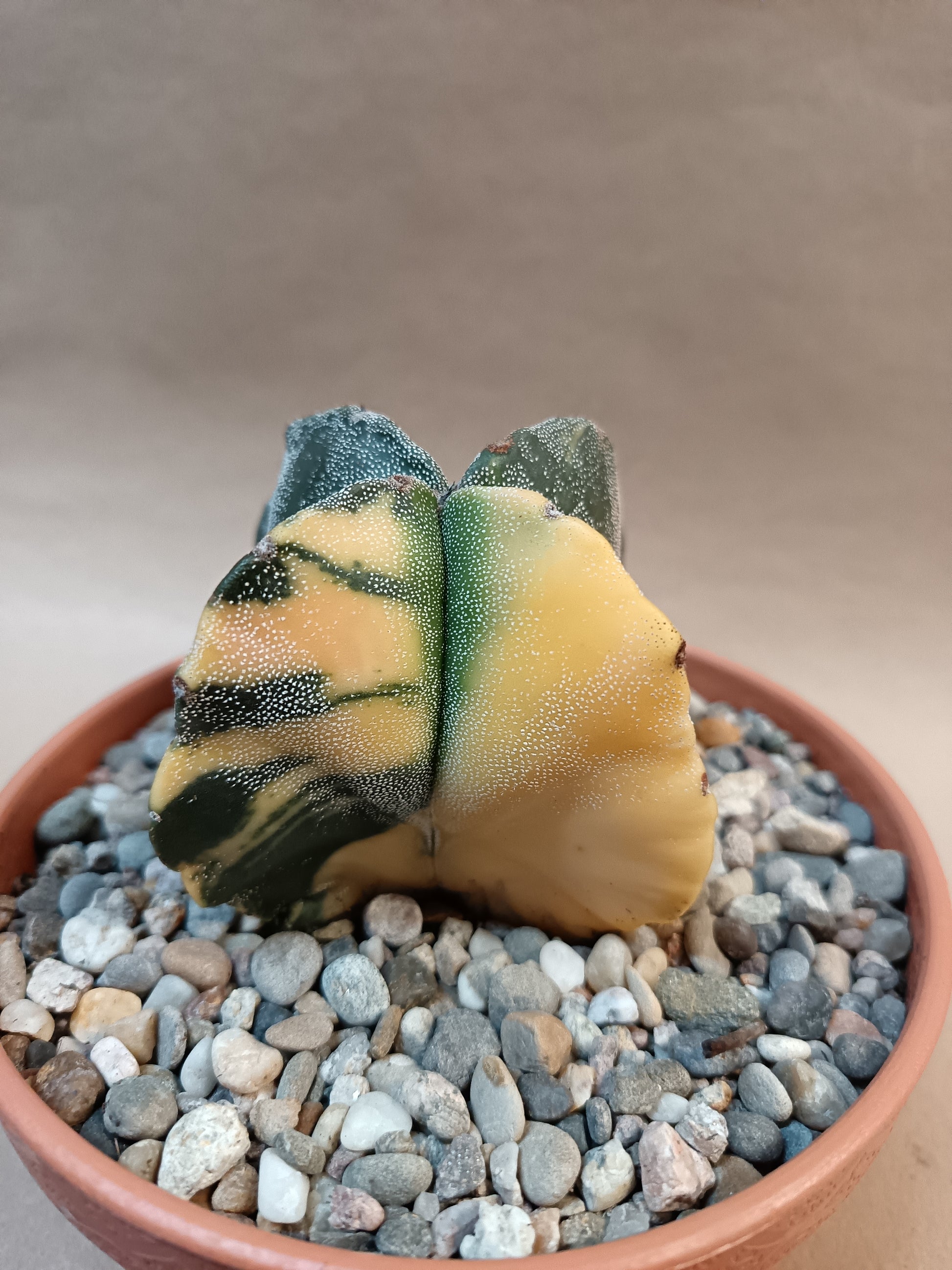 Astrophytum myriostigma f. variegata / Einzelexemplar