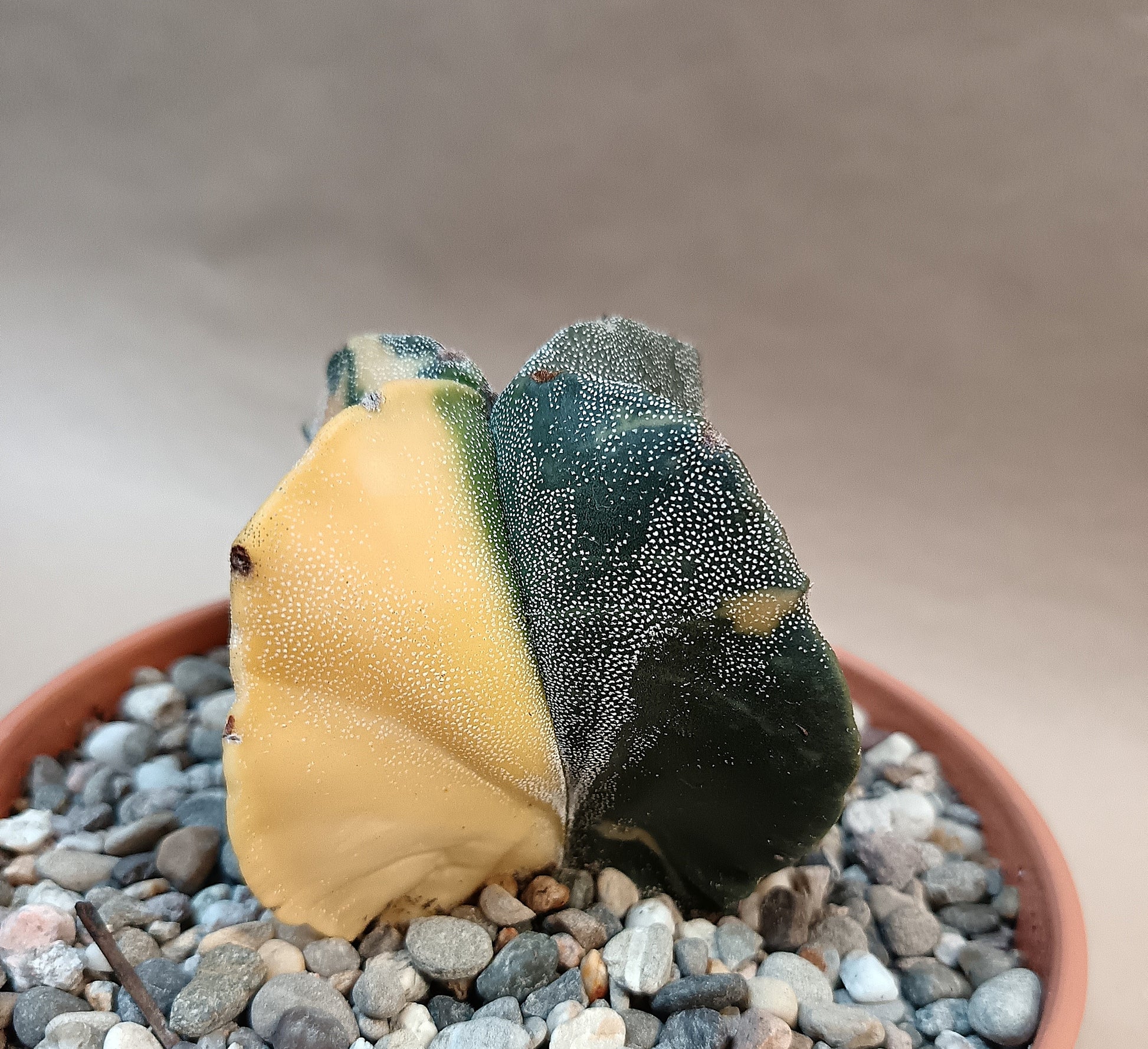 Astrophytum myriostigma f. variegata / Einzelexemplar