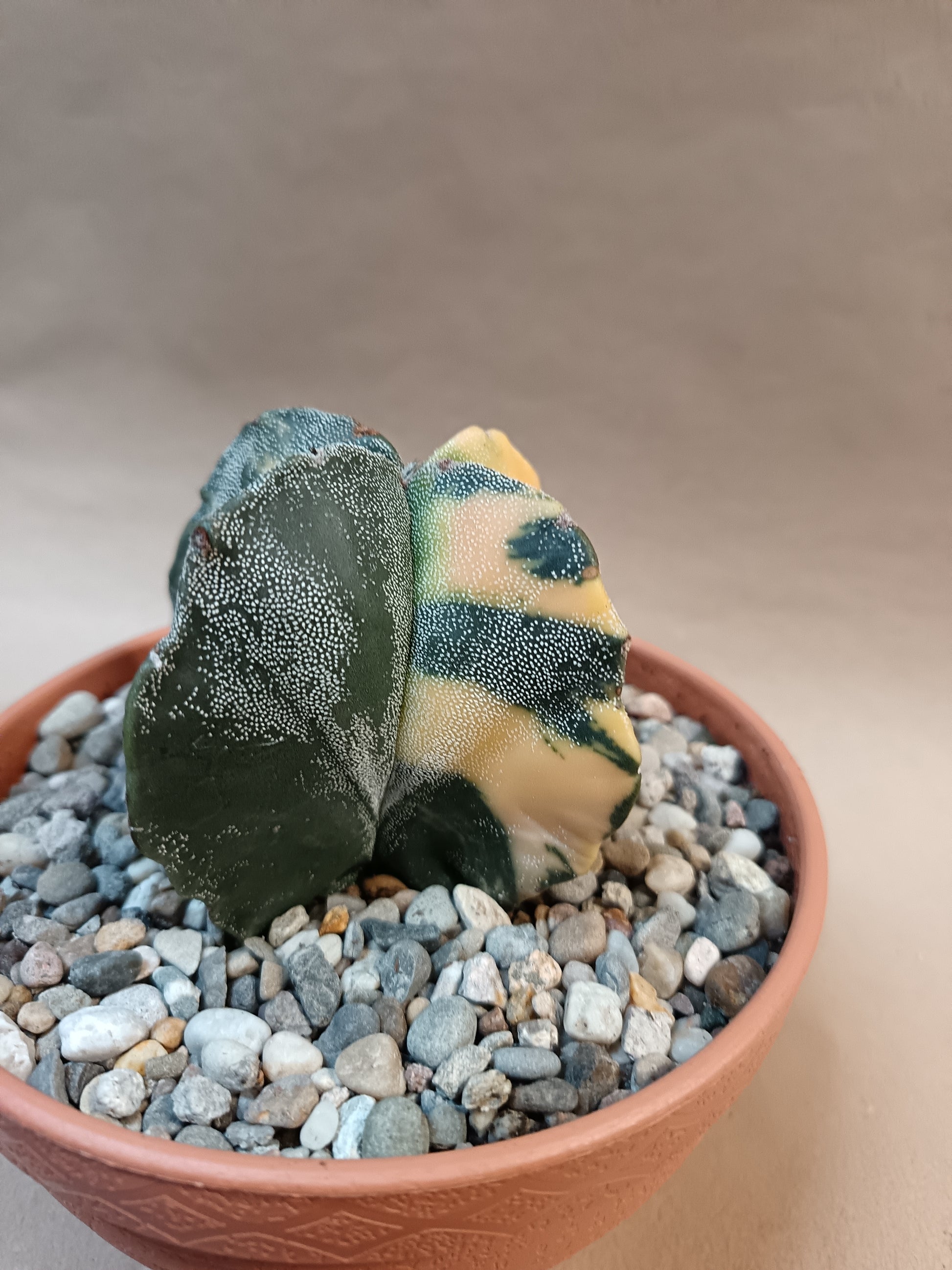 Astrophytum myriostigma f. variegata / Einzelexemplar
