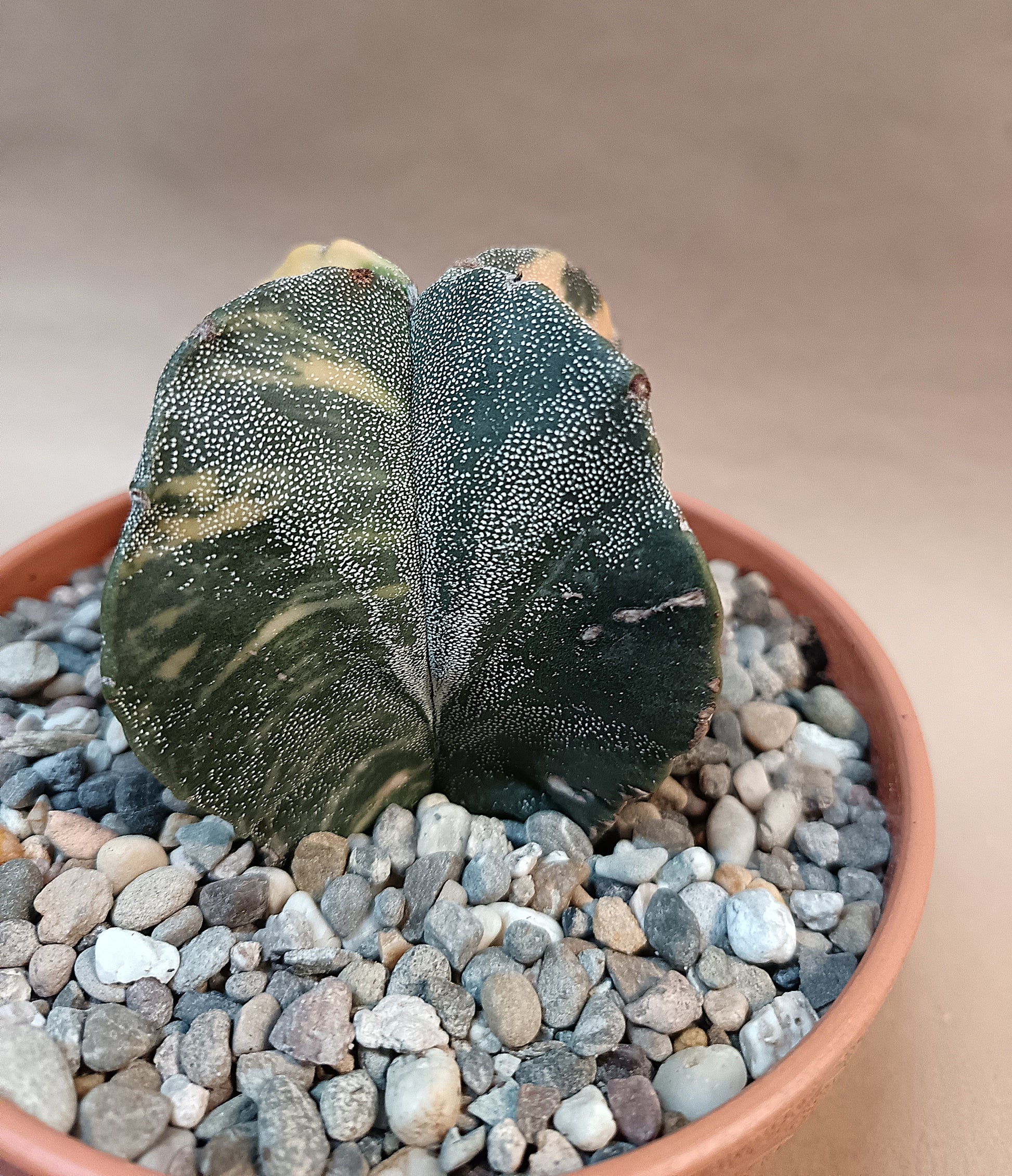 Astrophytum myriostigma f. variegata / Einzelexemplar