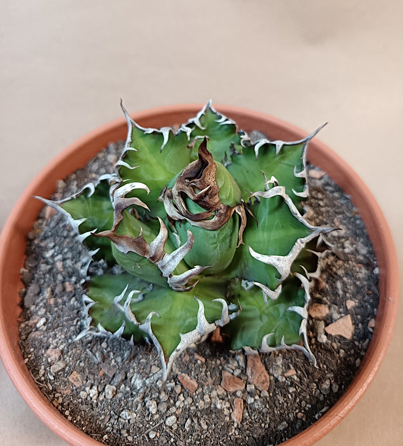 Agave titanota 'Red Catweezle' – 8–9 cm #2