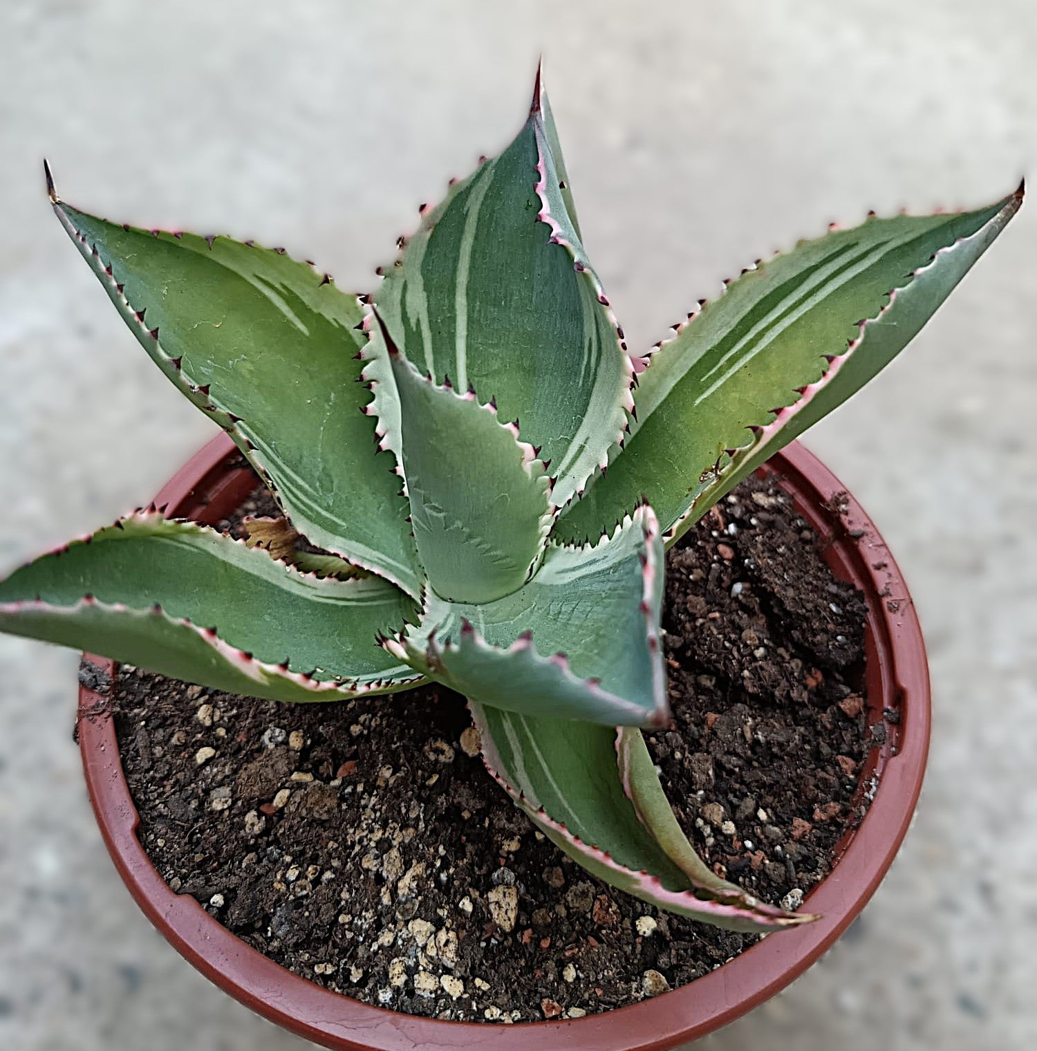 Agave celsii 'Multicolor' #2