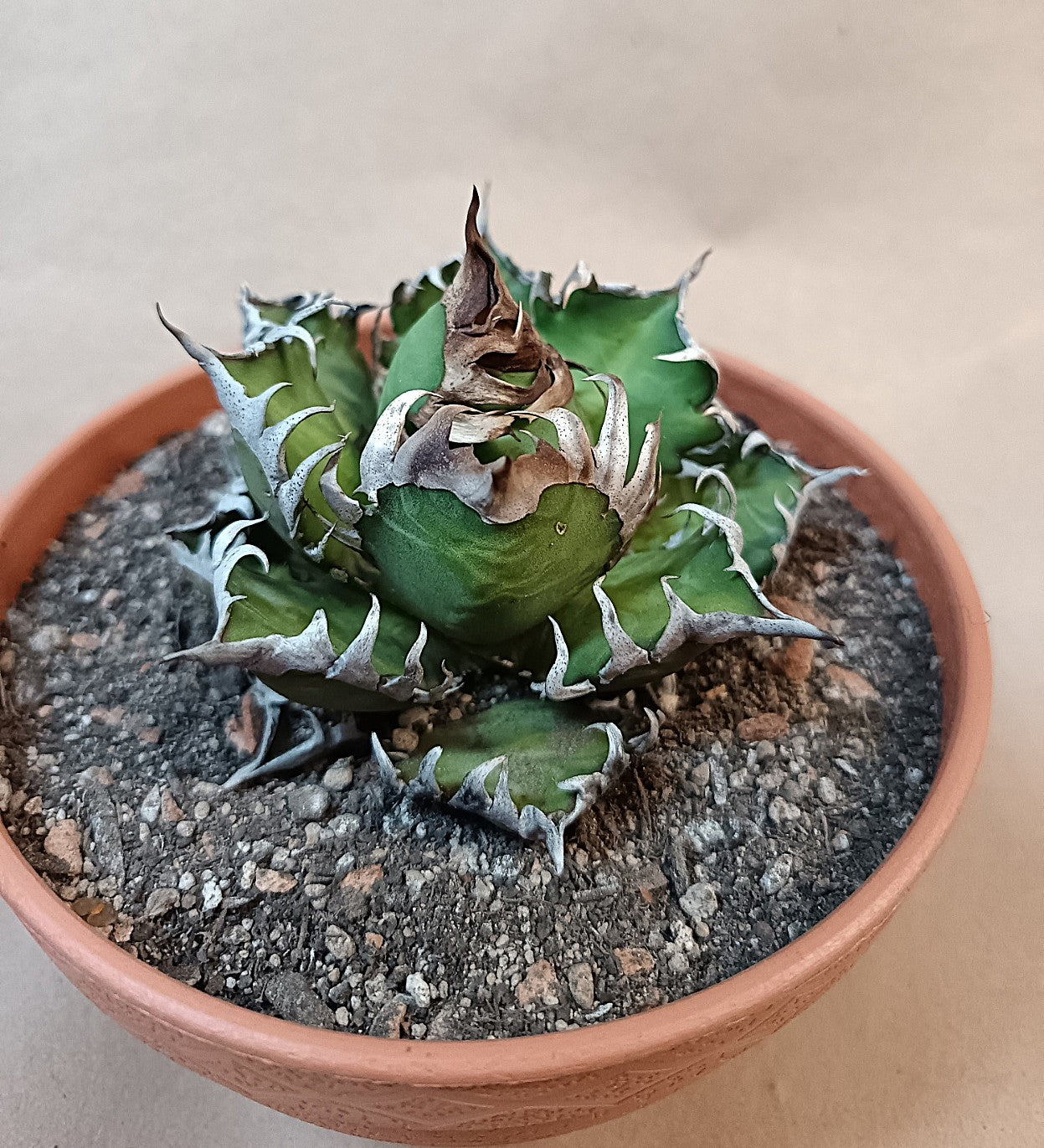 Agave titanota 'Red Catweezle' – 8–9 cm #2