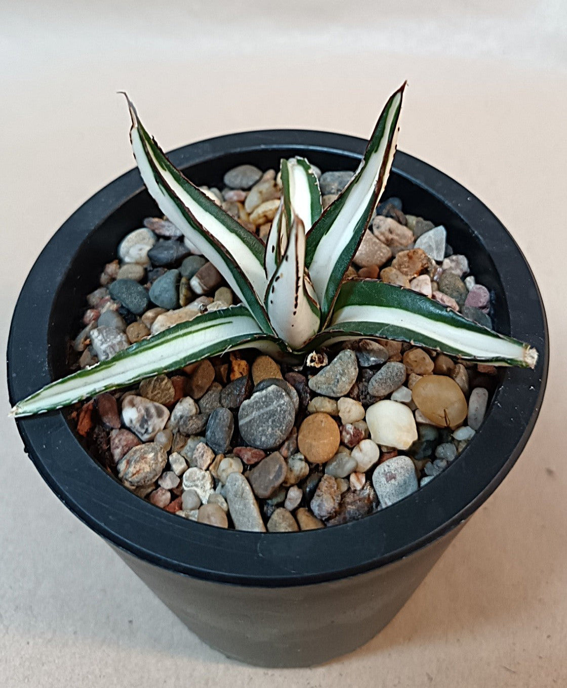 Agave victoriae-reginae mediopicta alba #2