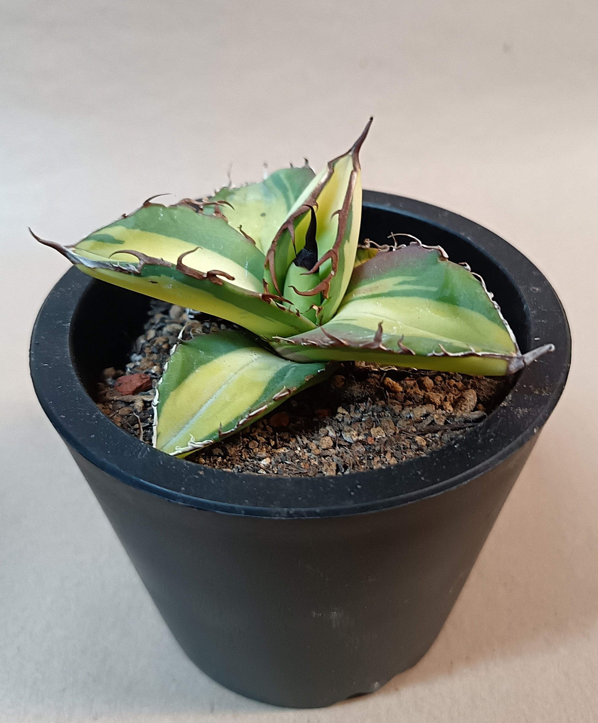 Agave titanota 'Yama Kame' variegata – Ø ca. 7 cm #2