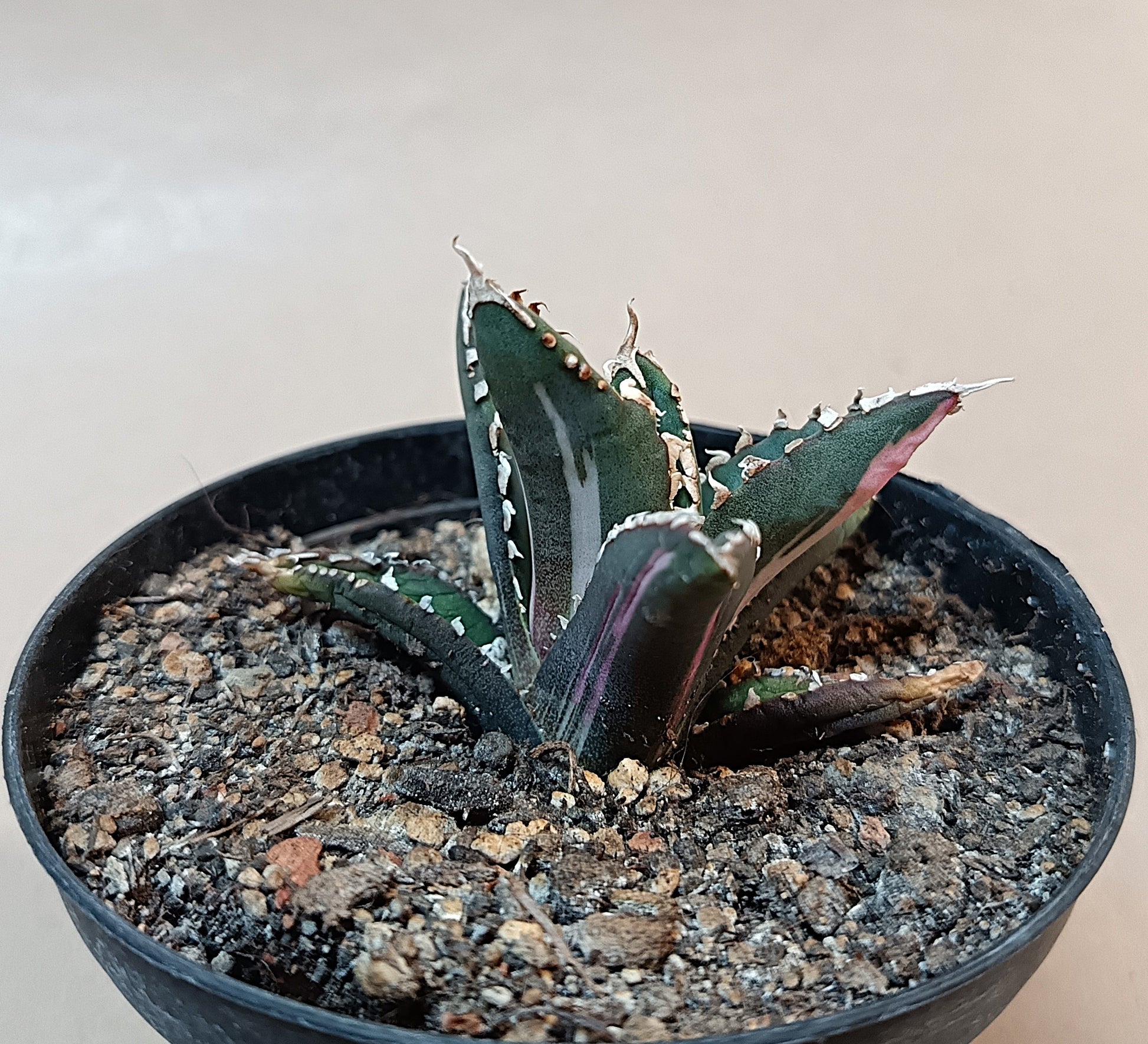 Agave titanota ‘Werewolf’  purple-striped clone #2