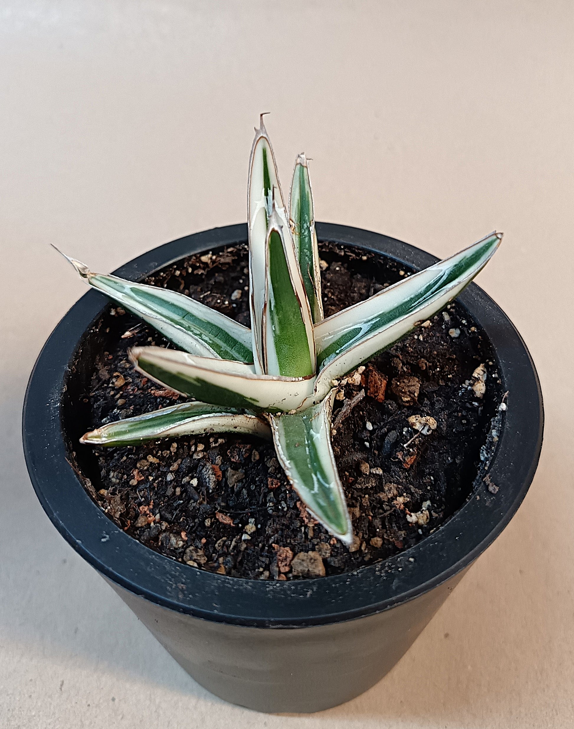 Agave victoriae-reginae 'White Rhino' – 6–7 cm #2