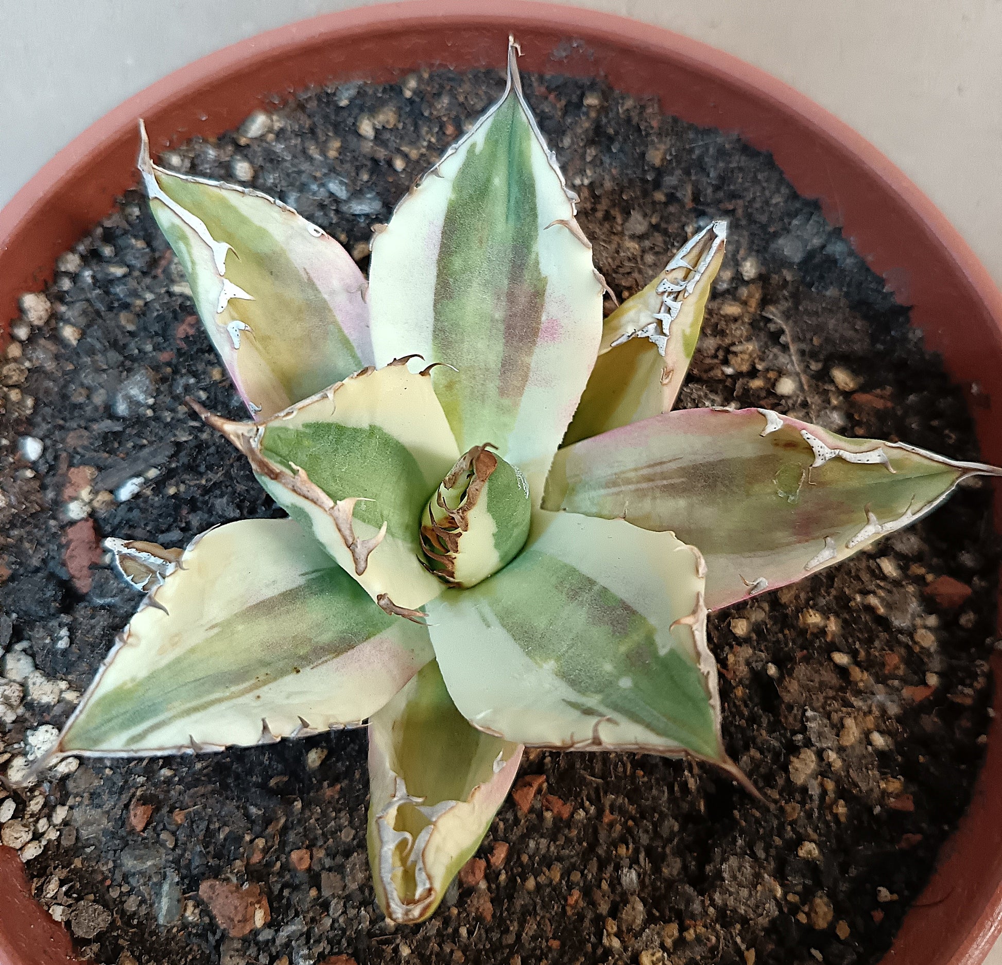 Agave titanota 'Snaggle Tooth' f. variegata  #5