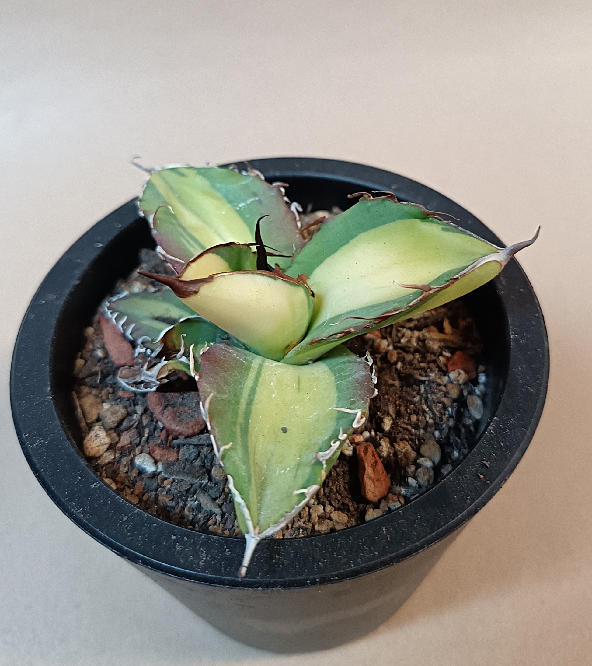 Agave titanota 'Yama Kame' variegata – Ø ca. 7 cm #2