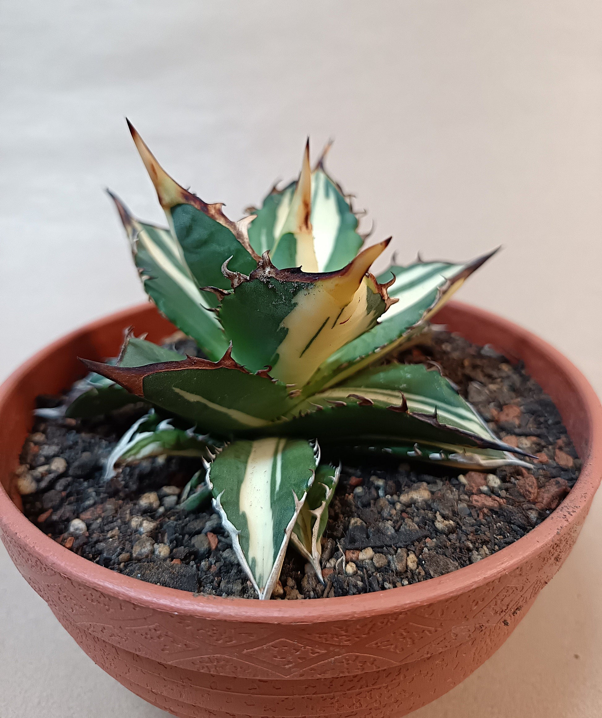 Agave titanota 'Kojima White Thorn'– 10 cm #2