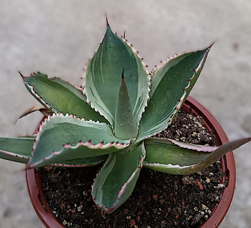 Agave celsii 'Multicolor' #2