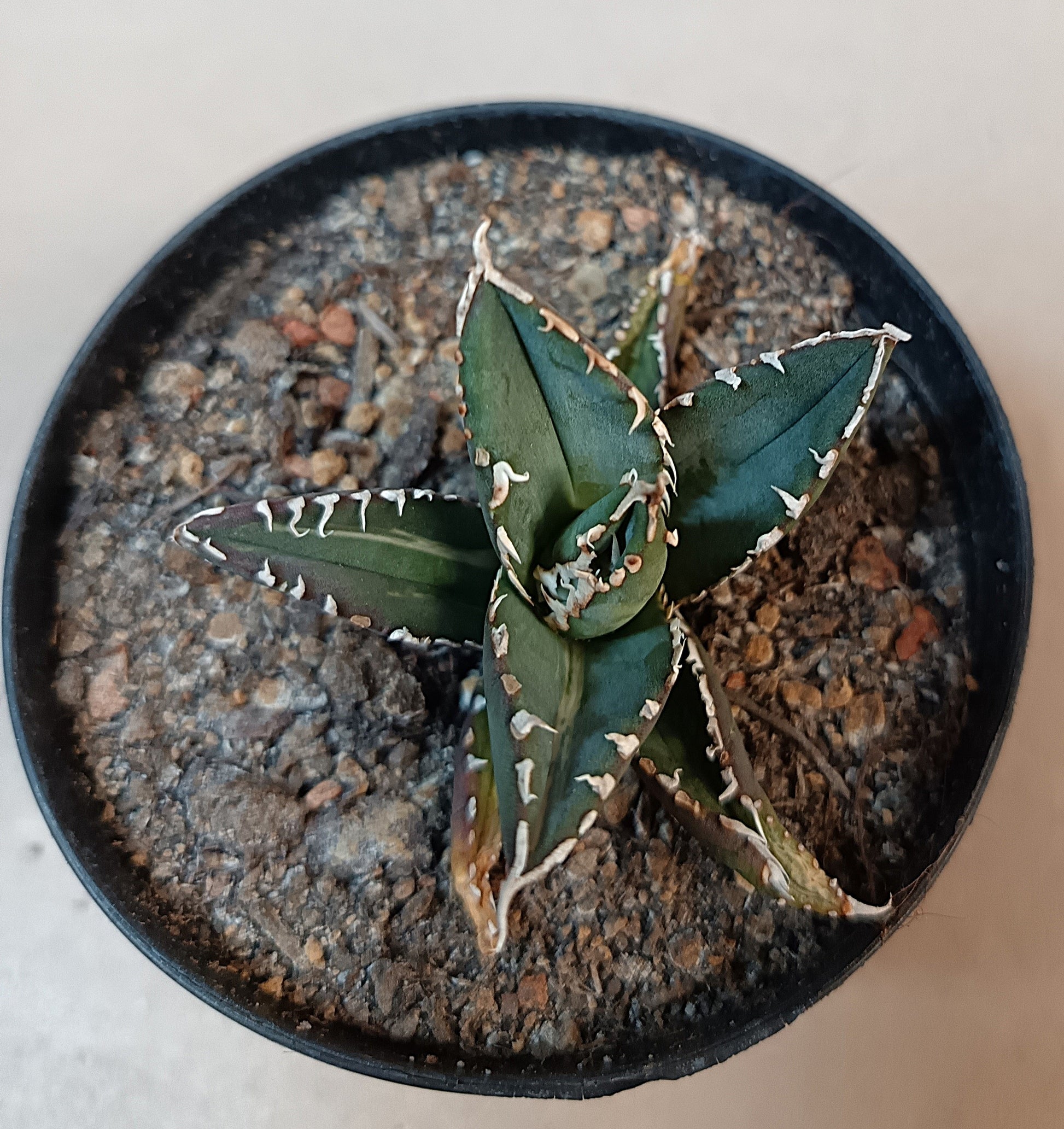 Agave titanota ‘Werewolf’  purple-striped clone #2