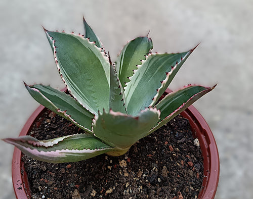 Agave celsii 'Multicolor' #2