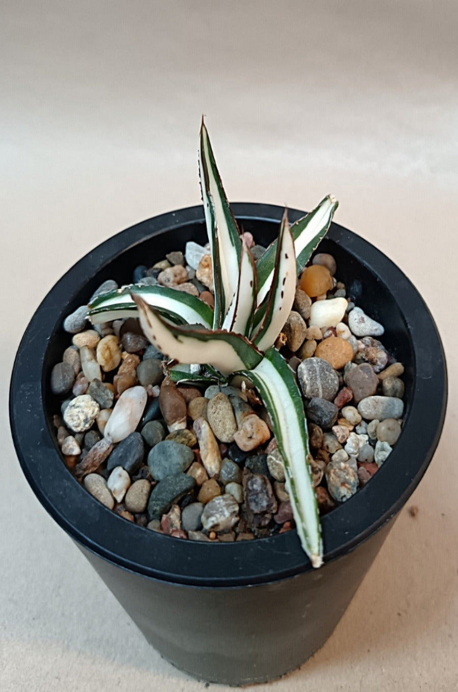 Agave victoriae-reginae mediopicta alba #2
