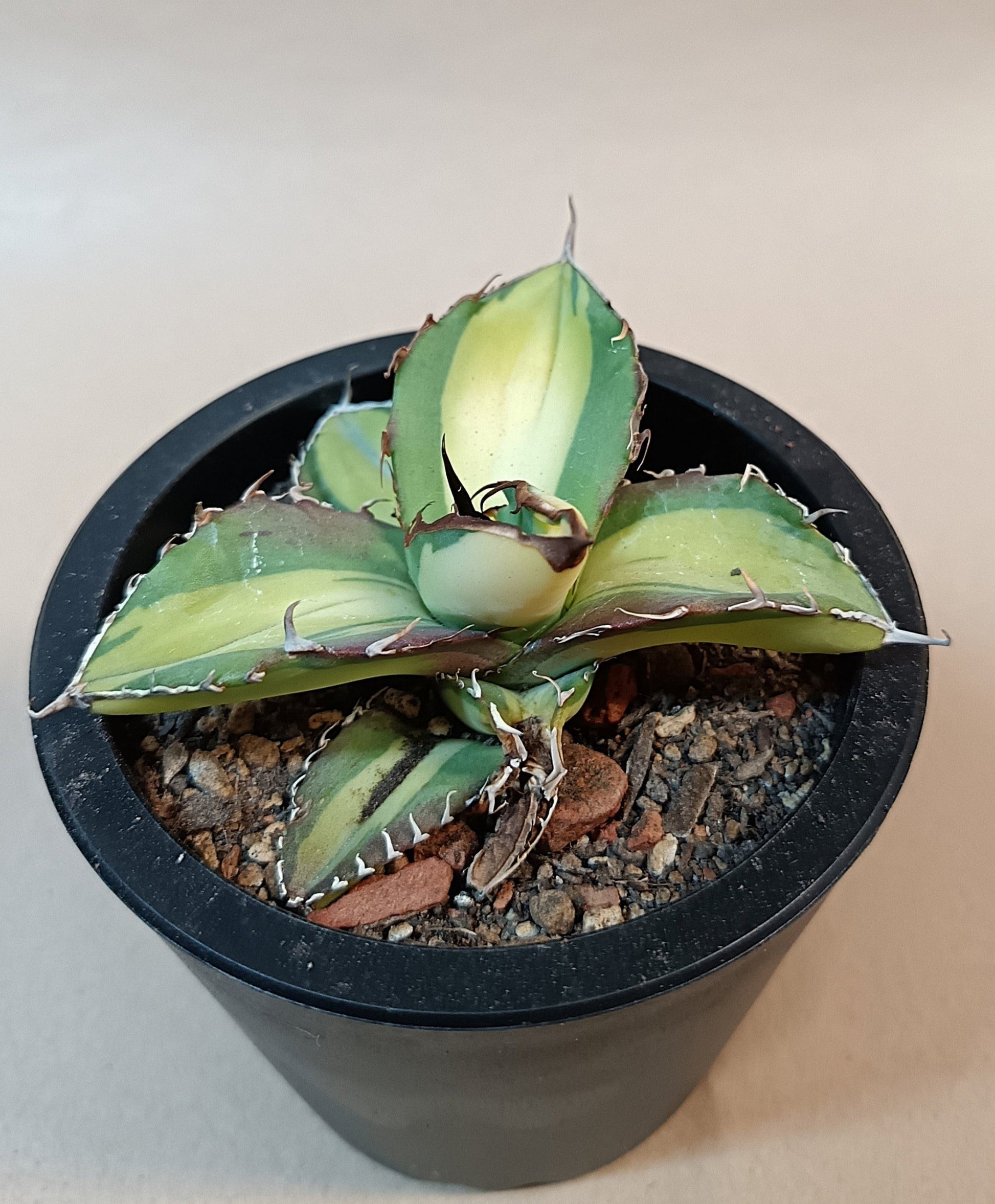 Agave titanota 'Yama Kame' variegata – Ø ca. 7 cm #2