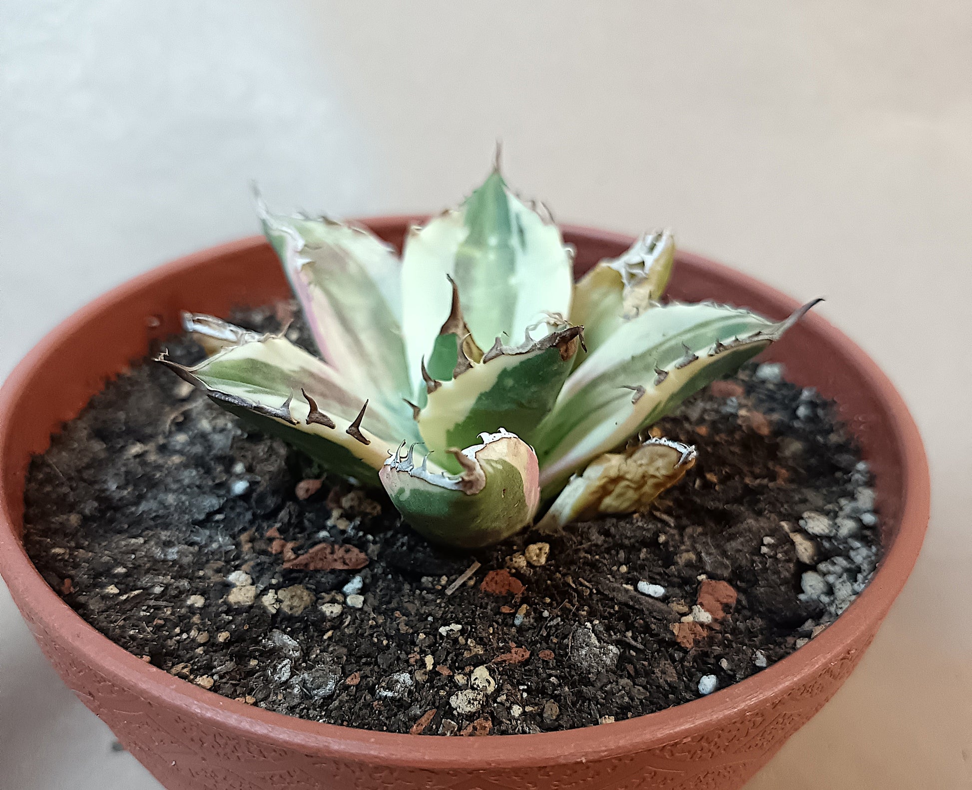 Agave titanota 'Snaggle Tooth' f. variegata  #5