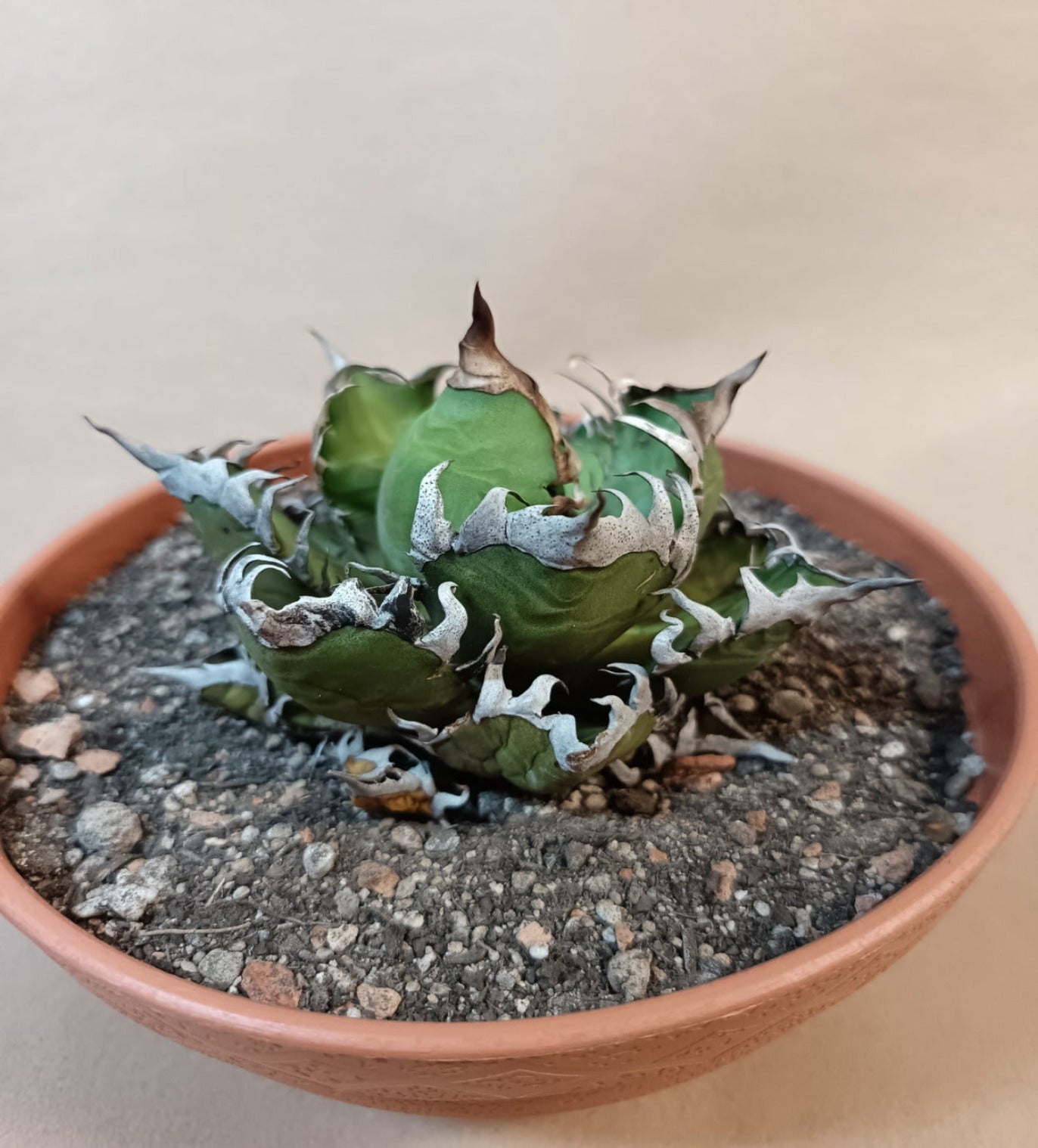 Agave titanota 'Red Catweezle' – 8–9 cm #2