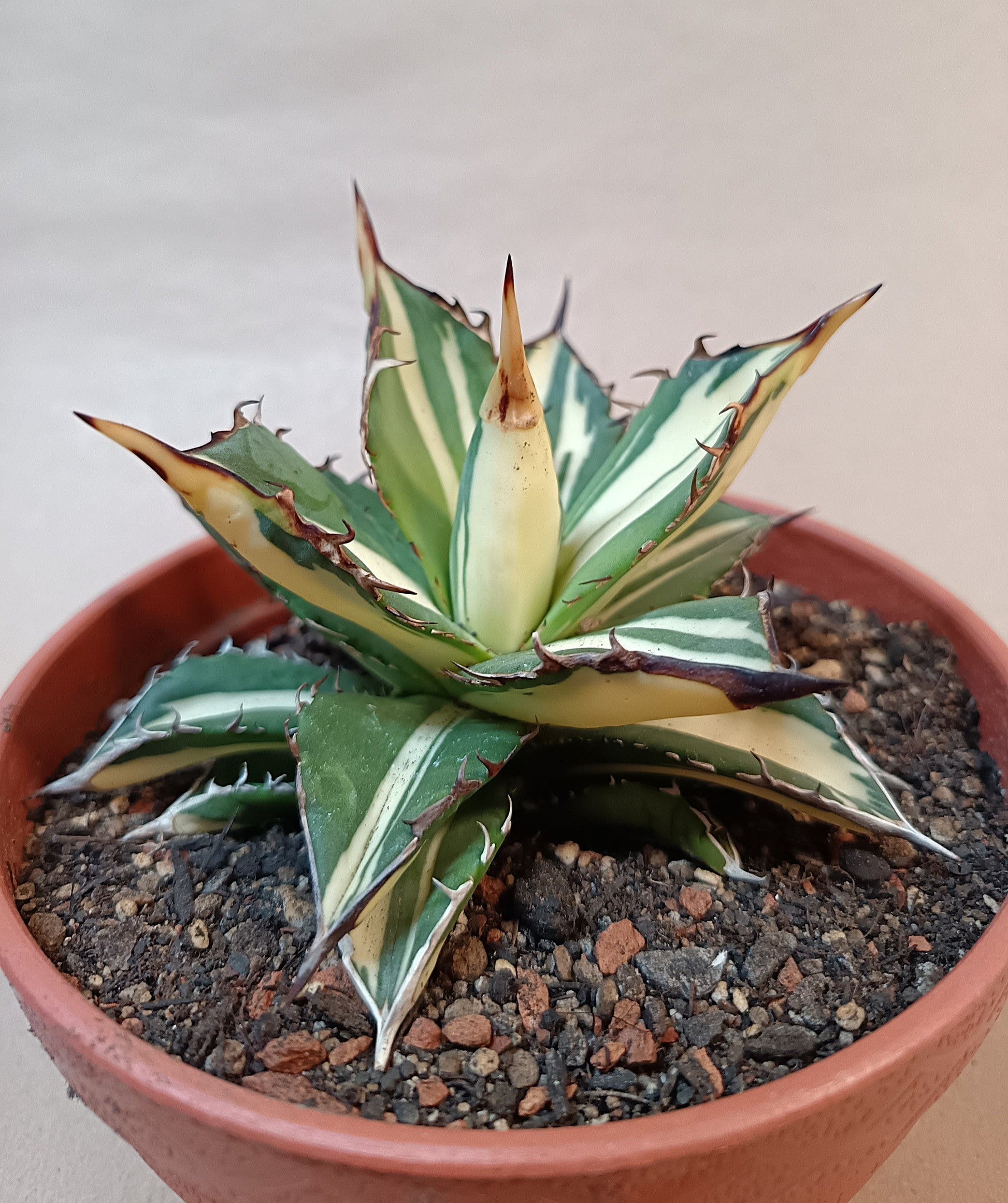 Agave titanota 'Kojima White Thorn'– 10 cm #2