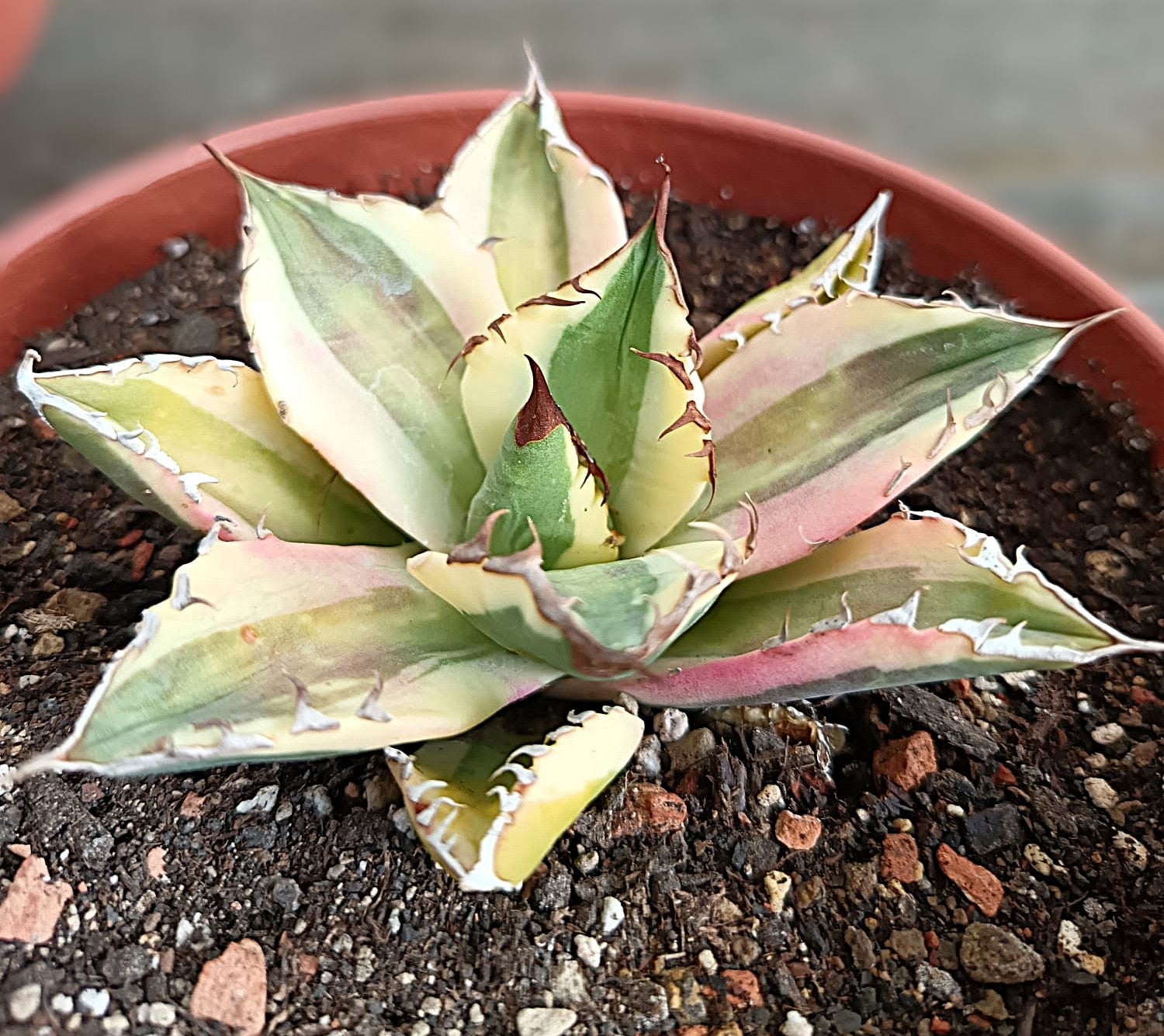 Agave titanota 'Snaggle Tooth' f. variegata  #1