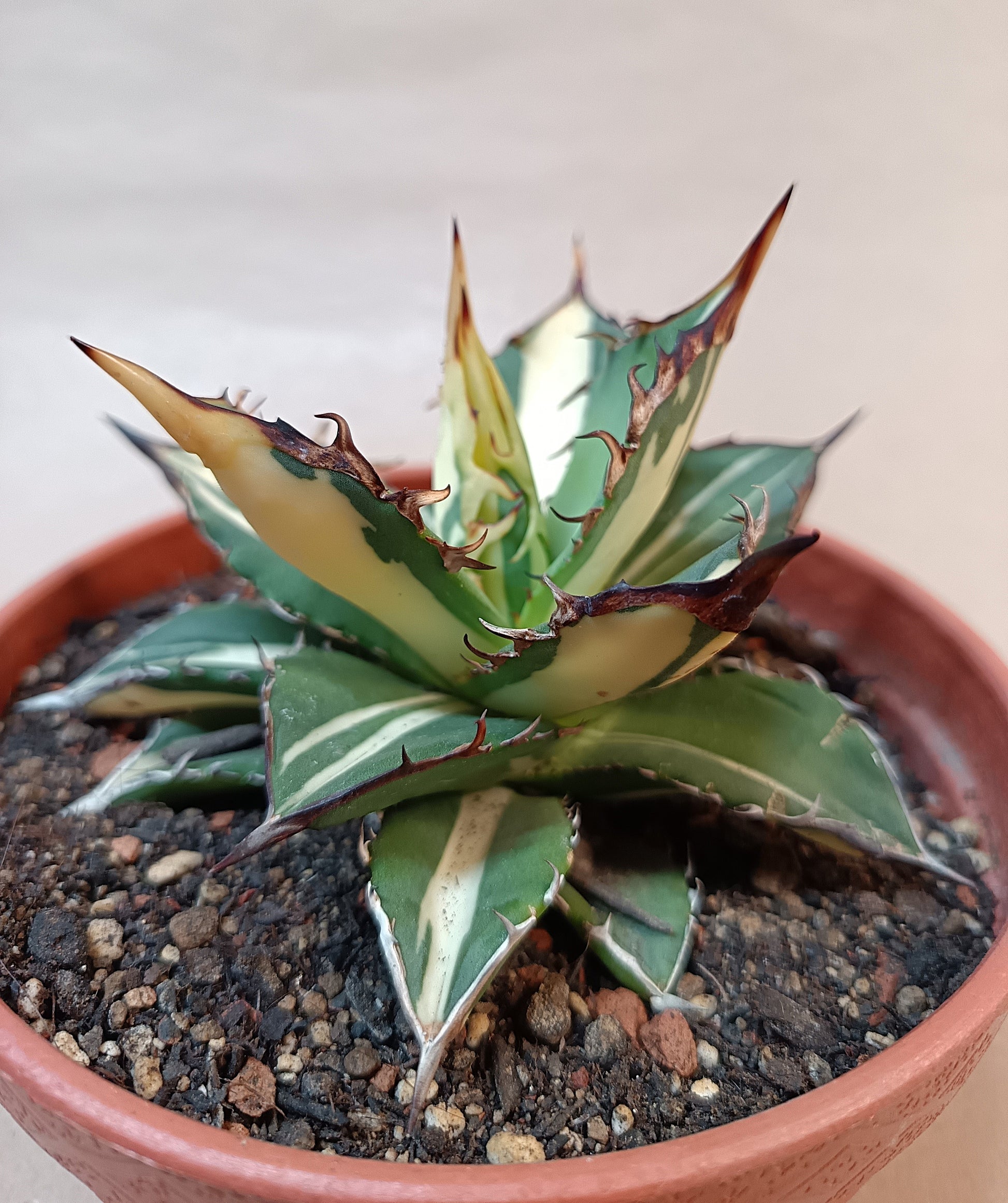 Agave titanota 'Kojima White Thorn'– 10 cm #2