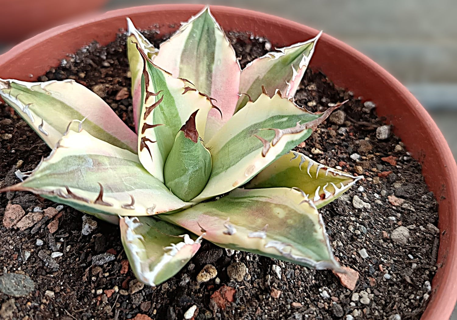 Agave titanota 'Snaggle Tooth' f. variegata  #1