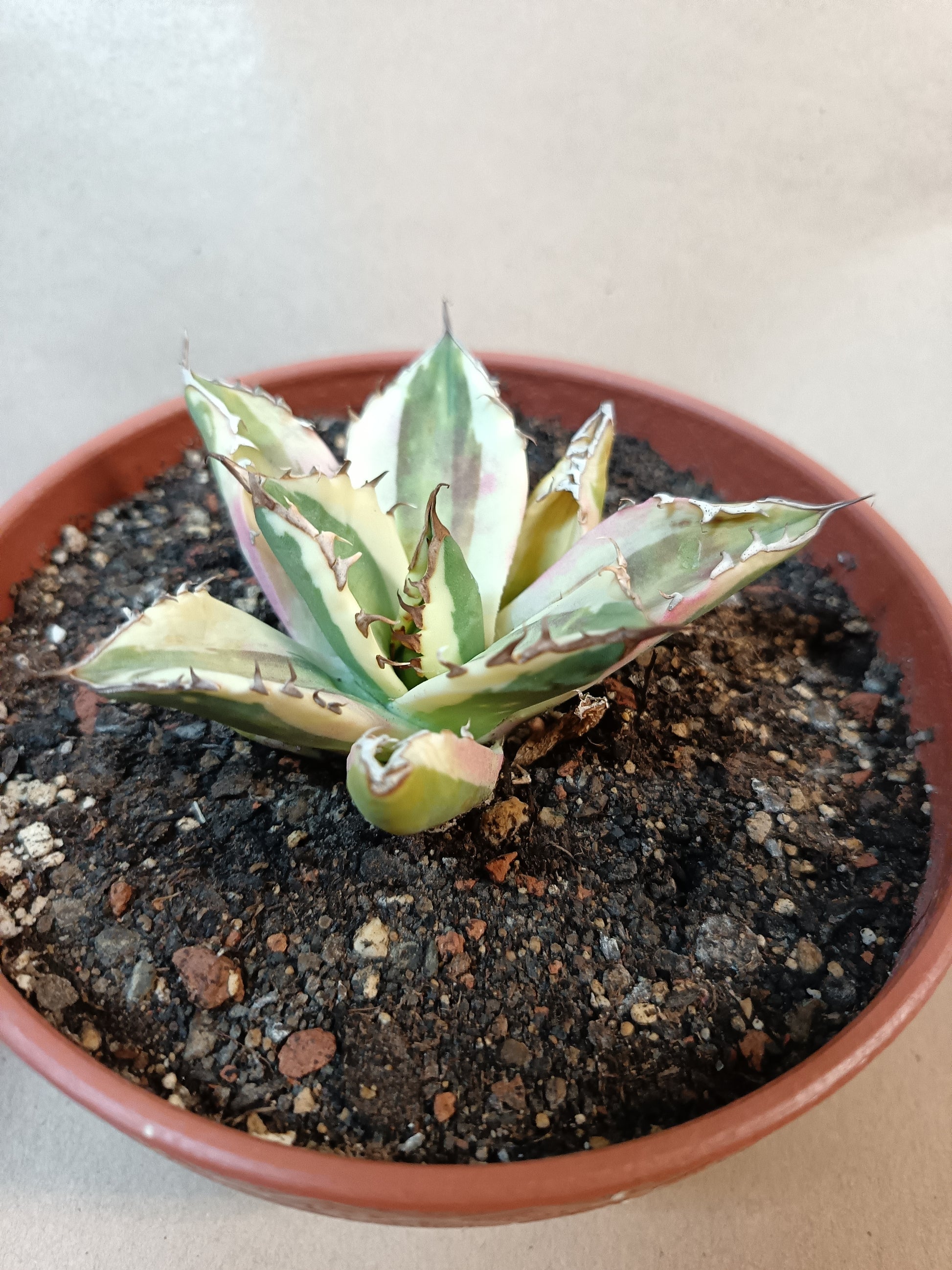 Agave titanota 'Snaggle Tooth' f. variegata  #5