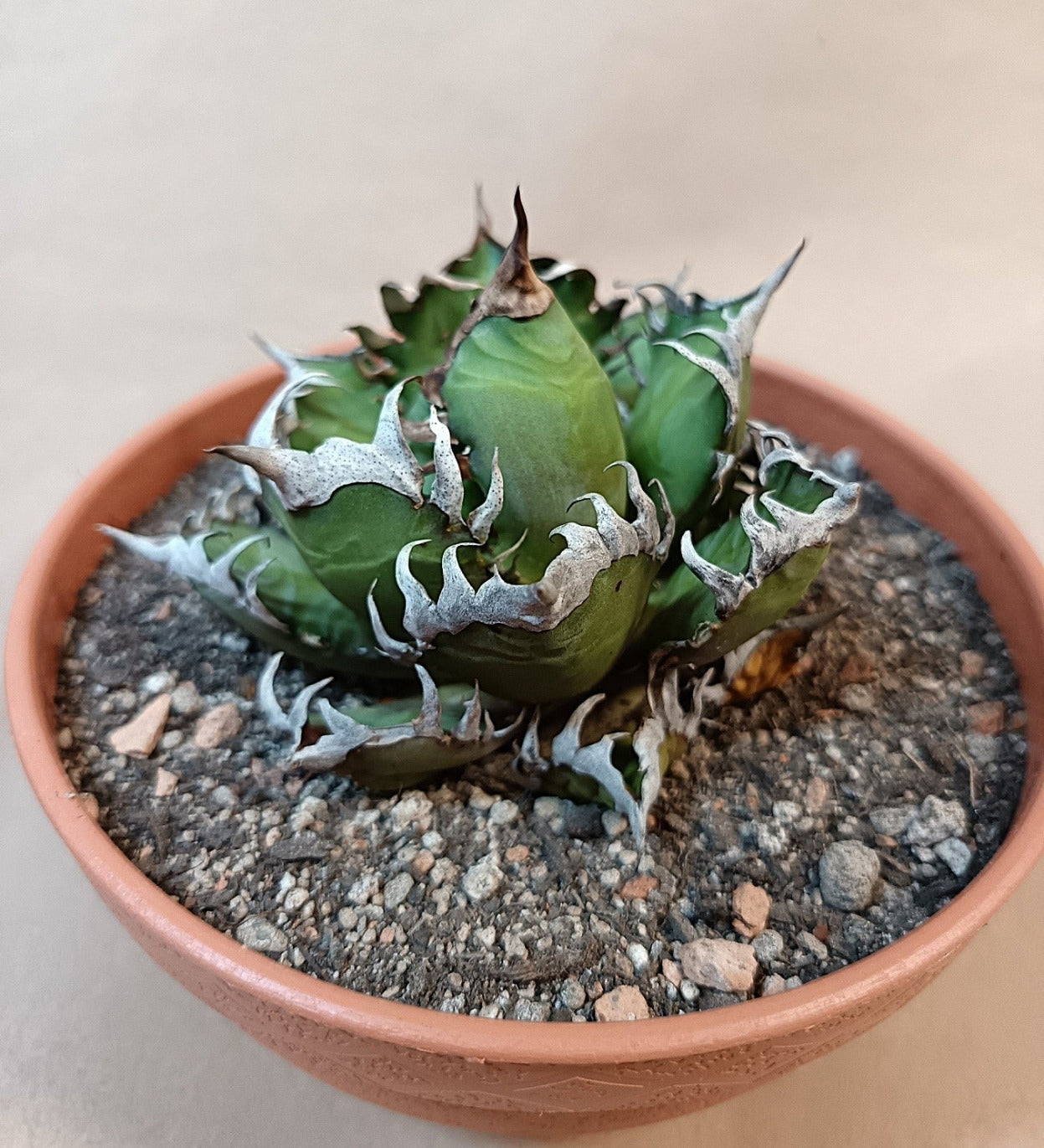 Agave titanota 'Red Catweezle' – 8–9 cm #2