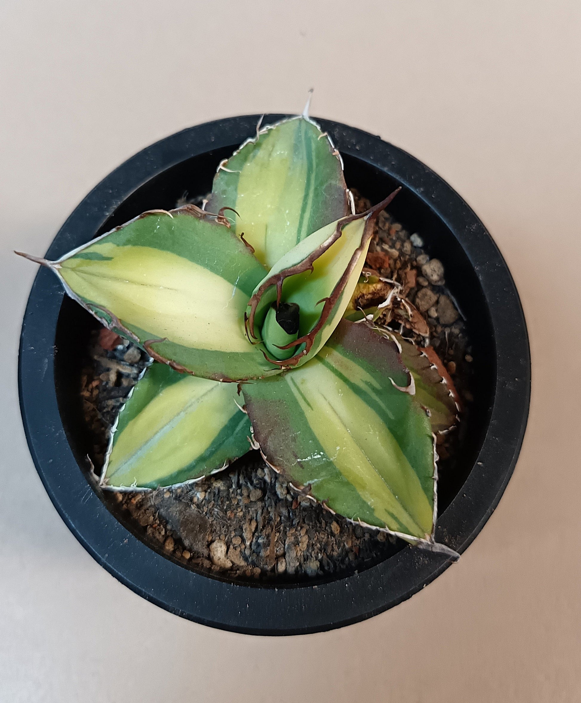 Agave titanota 'Yama Kame' variegata – Ø ca. 7 cm #2
