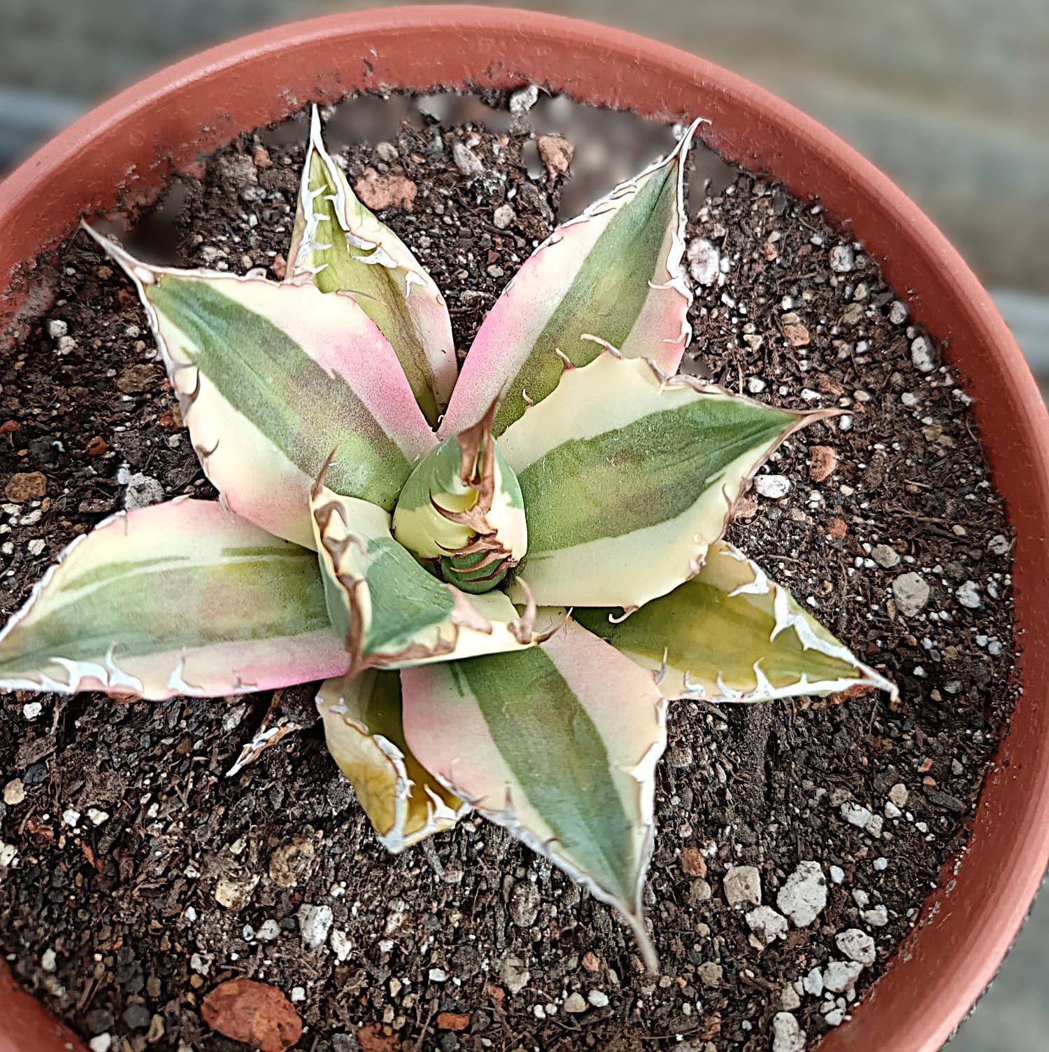 Agave titanota 'Snaggle Tooth' f. variegata  #1