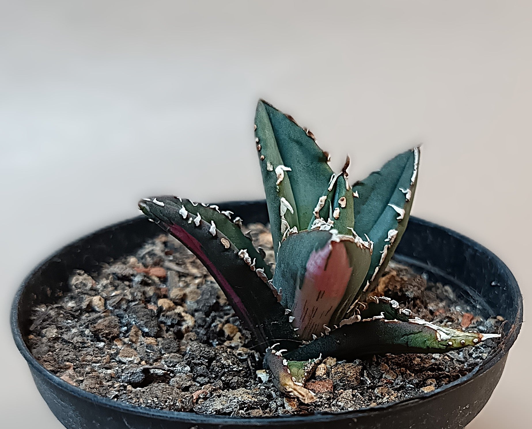 Agave titanota ‘Werewolf’  purple-striped clone #2